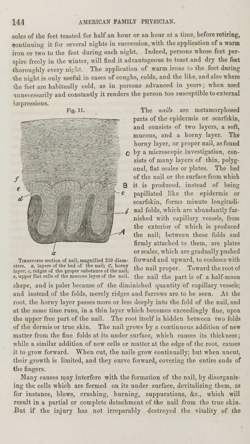 soles of the feet toasted for half an hour or an hour at a time, before retiring, continuing it for several nights in succession, with the application of a warm iron or two to the feet during each night. Indeed, persons whose feet per- spire freely in the winter, will find it advantageous to toast and dry the feet thoroughly every night. The application of warm irons to the feet during Khe night is only useful in cases of coughs, colds, and the like, and also where the feet are habitually cold, as in persons advanced in years; when used unnecessarily and constantly it renders the person too susceptible to external impressions. Fig. 11. The nails are metamorphosed parts of the epidermis or scarfskin, and consists of two layers, a soft, mucous, and a horny layer. The horny layer, or proper nail, as found by a microscopic investigation, con- sists of many layers of thin, polyg- jH onal, flat scales or plates. The bed f ; rf of the nail or the surface from which ^H| ^^rf^:-::,:'\y\^--~\-. VV'T^ B it is produced, instead of being „ I - c papillated like the epidermis or JP scarfskin, forms minute longitudi- I 4 ^ nal folds, which are abundantly fur- ;'! nished with capillary vessels, from the exterior of which is produced the nail; between these folds and firmly attached to them, are plates # or scales, which are gradually pushed Transverse section of nail, magnified 250 diam- forward and upward, to coalesce with eters. 3, layers of the bed of the nail; C, horny ,-, •, „„nn„r Tnwnrrl tr-p rnnt nf layer; c, ridges of the proper substance of the nail; tnc naU Pr0Per- J-OWara tne rOOt 01 e, upper flat cells of the mucous layer of the nail, the nail the part is of a half-moon shape, and is paler because of the diminished quantity of capillary vessels; and instead of the folds, merely ridges and furrows are to be seen. At the root, the horny layer passes more or less deeply into the fold of the nail, and at the same time runs, in a thin layer which becomes exceedingly fine, upon the upper free part of the nail. The root itself is hidden between two folda of the dermis or true skin. The nail grows by a continuous addition of new matter from the fine folds at its under surface, which causes its thickness; while a similar addition of new cells or matter at the edge of the root, causes it to grow forward. When cut, the nails grow continually; but when uncut, their growth is limited, and they curve forward, covering the entire ends of the fingers. Many causes may interfere with the formation of the nail, by disorganiz- ing the cells which are formed on its under surface, devitalizing them, as for instance, blows, crushing, burning, suppurations, &c, which will result in a partial or complete detachment of the nail from the true skin. But if the injury has not irreparably destroyed the vitality of the ■ A