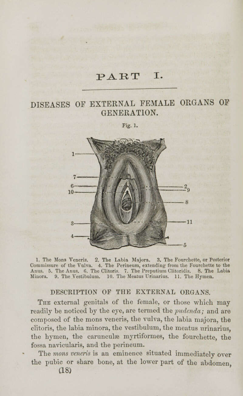 PART I. DISEASES OF EXTERNAL FEMALE ORGANS OF GENERATION. Fig. 1. 1. The Mons Veneris. 2. The Labia Majora. 3. The Fourchette, or Posterior Commissure of the Vulva. 4. The Perineum, extending from the Fourchette to the Anus. 5. The Anus. 6. The Clitoris. 7. The Preputium Clitoridis. 8. The Labia Minora. 9. The Vestibulum. 10. The Meatus Urinarius. 11. The Hymen. DESCRIPTION OF THE EXTERNAL ORGANS. The external genitals of the female, or those which may readily be noticed by the eye, are termed the pudenda; and are composed of the mons veneris, the vulva, the labia majora, the clitoris, the labia minora, the vestibulum, the meatus urinarius, the hymen, the carunculse myrtiformes, the fourchette, the fossa navicularis, and the perineum. The mons veneris is an eminence situated immediately over the pubic or share bone, at the lower part of the abdomen