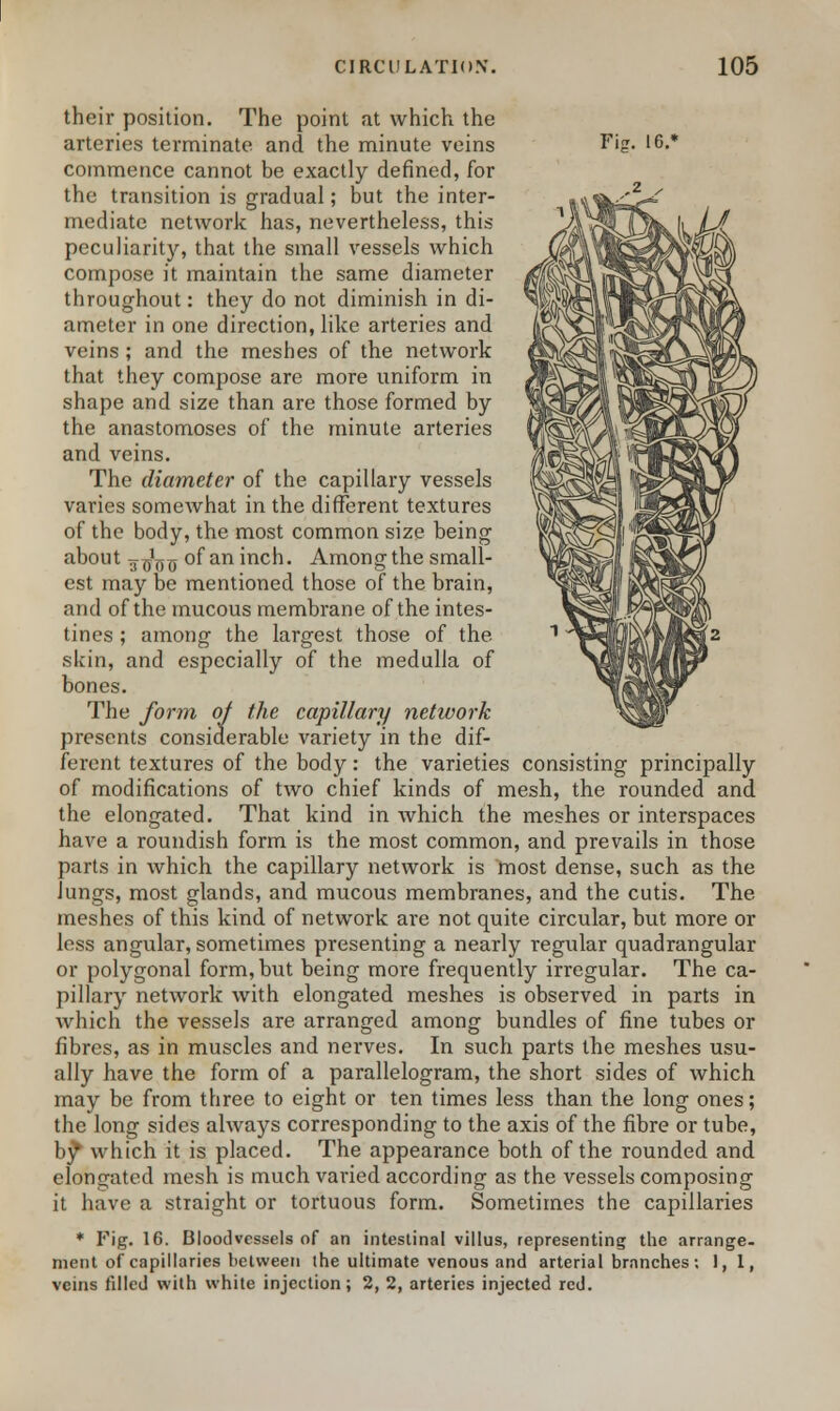 Fijr. 16. their position. The point at which the arteries terminate and the minute veins commence cannot be exactly defined, for the transition is gradual; but the inter- mediate network has, nevertheless, this peculiarity, that the small vessels which compose it maintain the same diameter throughout: they do not diminish in di- ameter in one direction, like arteries and veins; and the meshes of the network that they compose are more uniform in shape and size than are those formed by the anastomoses of the minute arteries and veins. The diameter of the capillary vessels varies somewhat in the different textures of the body, the most common size being about 3CY0 of an inch. Among the small- est may be mentioned those of the brain, and of the mucous membrane of the intes- tines ; among the largest those of the skin, and especially of the medulla of bones. The form of the capillary network presents considerable variety in the dif- ferent textures of the body: the varieties consisting principally of modifications of two chief kinds of mesh, the rounded and the elongated. That kind in which the meshes or interspaces have a roundish form is the most common, and prevails in those parts in which the capillary network is most dense, such as the Jungs, most glands, and mucous membranes, and the cutis. The meshes of this kind of network are not quite circular, but more or less angular, sometimes presenting a nearly regular quadrangular or polygonal form, but being more frequently irregular. The ca- pillary network with elongated meshes is observed in parts in which the vessels are arranged among bundles of fine tubes or fibres, as in muscles and nerves. In such parts the meshes usu- ally have the form of a parallelogram, the short sides of which may be from three to eight or ten times less than the long ones; the long sides always corresponding to the axis of the fibre or tube, b^ which it is placed. The appearance both of the rounded and elongated mesh is much varied according as the vessels composing it have a straight or tortuous form. Sometimes the capillaries * Fig. 16. Bloodvessels of an intestinal villus, representing the arrange- ment of capillaries between the ultimate venous and arterial branches; 1,1, veins filled with white injection; 2, 2, arteries injected red.