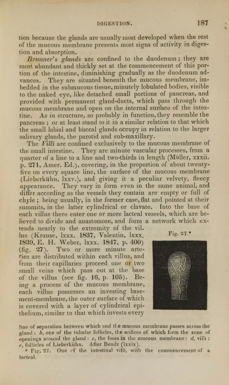 tion because the glands are usually most developed when the rest of the mucous membrane presents most signs of activity in diges- tion and absorption. Brunner'a glands are confined to the duodenum; they are most abundant and thickly set at the commencement of this por- tion of the intestine, diminishing gradually as the duodenum ad- vances. They are situated beneath the mucous membrane, im- bedded in the submucous tissue, minutely lobulated bodies, visible to the naked eye, like detached small portions of pancreas, and provided with permanent gland-ducts, which pass through the mucous membrane and open on the internal surface of the intes- tine. As in structure, so probably in function, they resemble the pancreas ; or at least stand to it in a similar relation to that which the small labial and buccal glands occupy in relation to the larger salivary glands, the parotid and sub-maxillary. The Villi are confined exclusively to the mucous membrane of the small intestine. They are minute vascular processes, from a quarter of a line to a line and two-thirds in length (Miiller, xxxii. p. 271, Amer. Ed.), covering, in the proportion of about twenty- five on every square line, the surface of the mucous membrane (Lieberkiihn, lxxv.), and giving it a peculiar velvety, fleecy appearance. They vary in form even in the same animal, and differ according as the vessels they contain are empty or full of chyle ; being usually, in the former case, flat and pointed at their summits, in the latter cylindrical or clavate. Into the base of each villus there enter one or more lacteal vessels, which are be- lieved to divide and anastomose, and form a network which ex- tends nearly to the extremity of the vil- lus (Krause, lxxx. 1837, Valentin, Ixxx. F'g- 27-* 1830, E. H. Weber, lxxx. 1847, p. 400) (fig. 27). Two or more minute arte- ries are distributed within each villus, and irom their capillaries proceed one or two small veins which pass out at the base of the villus (see fig. 16, p. 105). Be- ing a process of the mucous membrane, each villus possesses an investing base- ment-membrane, the outer surface of which is covered with a layer of cylindrical epi- thelium, similar to that which invests every line of separation between which and tie mucous membrane passes across the gland : b, one of the tubular follicles, the orifices of which form the zone of openings around the gland : c, the fossa in the mucous membrane: d, villi : e, follicles of Lieberkiihn. After Bendz (lxxix). * Fig. 27. One of the intestinal villi, with the commencement of a lacteal.