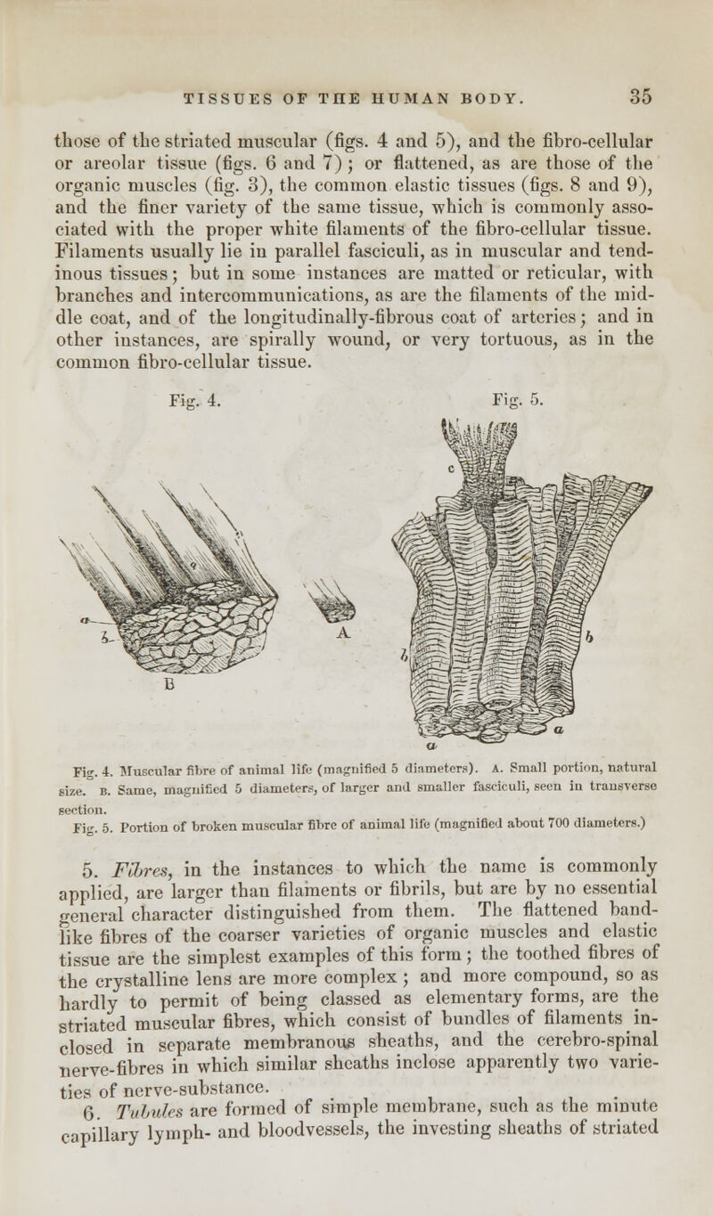 those of the striated muscular (figs. 4 and 5), and the fibro-cellular or areolar tissue (figs. 6 and 7); or flattened, as are those of the organic muscles (fig. 3), the common elastic tissues (figs. 8 and 9), and the finer variety of the same tissue, which is commonly asso- ciated with the proper white filaments of the fibro-cellular tissue. Filaments usually lie in parallel fasciculi, as in muscular and tend- inous tissues; but in some instances are matted or reticular, with branches and intercommunications, as are the filaments of the mid- dle coat, and of the longitudinally-fibrous coat of arteries; and in other instances, are spirally wound, or very tortuous, as in the common fibro-cellular tissue. FiK. 4. Fig; 5. Fi<*. 4. Muscular fibre of animal life (magnified 5 diameters), a. Small portion, natural size. b. Same, magnified 5 diameter?, of larger and smaller fasciculi, seen in transverse section. Fig. 5. Portion of broken muscular fibre of animal life (magnified about 700 diameters.) 5. Fihres, in the instances to which the name is commonly applied, are larger than filaments or fibrils, but are by no essential general character distinguished from them. The flattened band- like fibres of the coarser varieties of organic muscles and elastic tissue are the simplest examples of this form; the toothed fibres of the crystalline lens are more complex; and more compound, so as hardly to permit of being classed as elementary forms, are the striated muscular fibres, which consist of bundles of filaments in- closed in separate membranous sheaths, and the cerebro-spinal nerve-fibres in which similar sheaths inclose apparently two varie- ties of nerve-substance. 6 TuLules are formed of simple membrane, such as the minute capillary lymph- and bloodvessels, the investing sheaths of striated