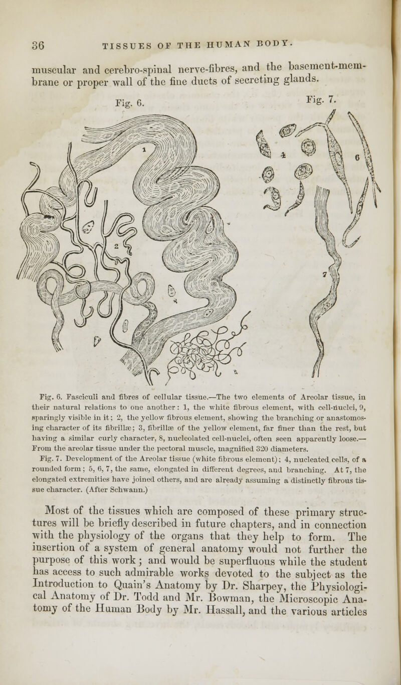 muscular and cerebrospinal nerve-fibres, and the basement-mem- brane or proper wall of the fine ducts of secreting glands. Fie. 6. Fig. 7. Fig. 6. Fasciculi and fibres of cellular tissue.—The two elements of Areolar tissue, in their natural relations to one another: 1, the white fibrous element, with cell-nuclei, 9, sparingly visible in it; 2, the yellow fibrous element, showing the branching or anastomos- ing character of its fibrilke; 3, fibrillas of the yellow element, far finer than the rest, but having a similar curly character, 8, nucloolated cell-nuclei, often seen apparently loose.— From the areolar tissue under the pectoral muscle, magnified 320 diameters. Fig. 7. Development of the Areolar tissue (white fibrous element); 4, nucleated cells, of a rounded form ; 5, 6, 7, the same, elongated in different degrees, and branching. At 7, the elongated extremities have joined others, and are already assuming a distinctly fibrous tis- sue character. (After Schwann.) Most of the tissues which are composed of these primary struc- tures will be briefly described in future chapters, and in connection with the physiology of the organs that they help to form. The insertion of a system of general anatomy would not further the purpose of this work; and would be superfluous while the student has access to such admirable works devoted to the subject as the Introduction to Quain's Anatomy by Dr. Sharpey, the Physiologi- cal Anatomy of Dr. Todd and Mr. Bowman, the Microscopic Ana- tomy of the Human Body by Mr. Hassall, and the various articles