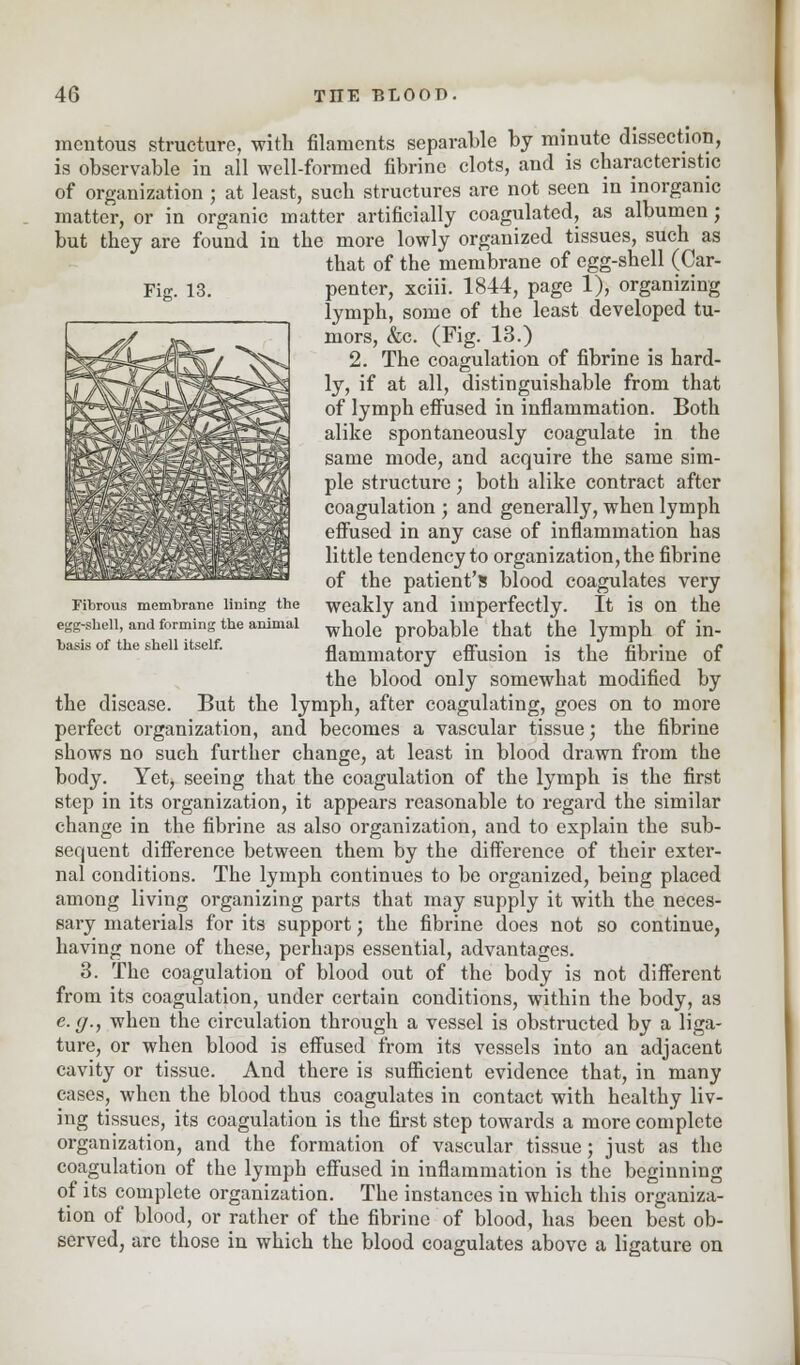 Fig. 13. Fibrous membrane lining the egg-shell, and forming the animal basis of the shell itself. mcutous structure, with filaments separable by minute dissection, is observable in all well-formed fibrinc clots, and is characteristic of organization ; at least, such structures are not seen in inorganic matter, or in organic matter artificially coagulated, as albumen; but they are found in the more lowly organized tissues, such as that of the membrane of egg-shell (Car- penter, xciii. 1844, page 1), organizing lymph, some of the least developed tu- mors, &c. (Fig. 13.) 2. The coagulation of fibrine is hard- ly, if at all, distinguishable from that of lymph effused in inflammation. Both alike spontaneously coagulate in the same mode, and acquire the same sim- ple structure; both alike contract after coagulation ; and generally, when lymph effused in any case of inflammation has little tendency to organization, the fibrine of the patient's blood coagulates very weakly and imperfectly. It is on the whole probable that the lymph of in- flammatory effusion is the fibrine of the blood only somewhat modified by the disease. But the lymph, after coagulating, goes on to more perfect organization, and becomes a vascular tissue; the fibrine shows no such further change, at least in blood drawn from the body. Yet, seeing that the coagulation of the lymph is the first step in its organization, it appears reasonable to regard the similar change in the fibrine as also organization, and to explain the sub- sequent difference between them by the difference of their exter- nal conditions. The lymph continues to be organized, being placed among living organizing parts that may supply it with the neces- sary materials for its support; the fibrine does not so continue, having none of these, perhaps essential, advantages. 3. The coagulation of blood out of the body is not different from its coagulation, under certain conditions, within the body, as e. (/., when the circulation through a vessel is obstructed by a liga- ture, or when blood is effused from its vessels into an adjacent cavity or tissue. And there is sufficient evidence that, in many cases, when the blood thus coagulates in contact with healthy liv- ing tissues, its coagulation is the first step towards a more complete organization, and the formation of vascular tissue; just as the coagulation of the lymph effused in inflammation is the beginning of its complete organization. The instances in which this organiza- tion of blood, or rather of the fibrinc of blood, has been best ob- served, are those in which the blood coagulates above a ligature on