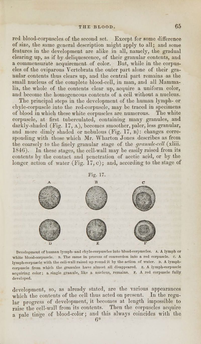 red blood-corpuscles of the second set. Except for some difference of size, the same general description might apply to all; and some features in the development are alike in all, namely, the gradual clearing up, as if by deliquescence, of their granular contents, and a commensurate acquirement of color. But, while in the corpus- cles of the oviparous Vertebrata the outer part alone of their gra- nular contents thus clears up, and the central part remains as the small nucleus of the complete blood-cell, in man, and all Mamma- lia, the whole of the contents clear up, acquire a uniform color, and become the homogeneous contents of a ceil without a nucleus. The principal steps in the development of the human lymph- or chyle-corpuscle into the red-corpuscle, may be traced in specimens of blood in which these white corpuscles are numerous. The white corpuscle, at first tuberculated, containing many granules, and darkly-shaded (Fig. 17, a), becomes smoother, paler, less granular, and more dimly shaded or nebulous (Fig. 17, b) : changes corre- sponding with those which Mr. Wharton Jones describes as from the coarsely to the finely granular stage of the granule-cell (xliii. 1846). In these stages, the cell-wall may be easily raised from its contents by the contact and penetration of acetic acid, or by the longer action of water (Fig. 17, c); and, according to the stage of Development of human lymph- and chyle-corpuscles into blood-corpuscles. A. A lymph or white hlood-corpuscle. B. The same in process of conversion into a red corpuscle. C. A lymph-corpuscle with the cell-wall raised up round it by the action of water. r>. A lymph- corpuscle from which the granules have almost all disappeared. E. A lymph-corpuscle acquiring color; a single granule, like a nucleus, remains, f. A red corpuscle fully developed. development, so, as already stated, are the various appearances which the contents of the cell thus acted on present. In the regu- lar progress of development, it becomes at length impossible to raise the cell-wall from its contents. Then the corpuscles acquire a pale tinge of blood-color; and this always coincides with the 6*