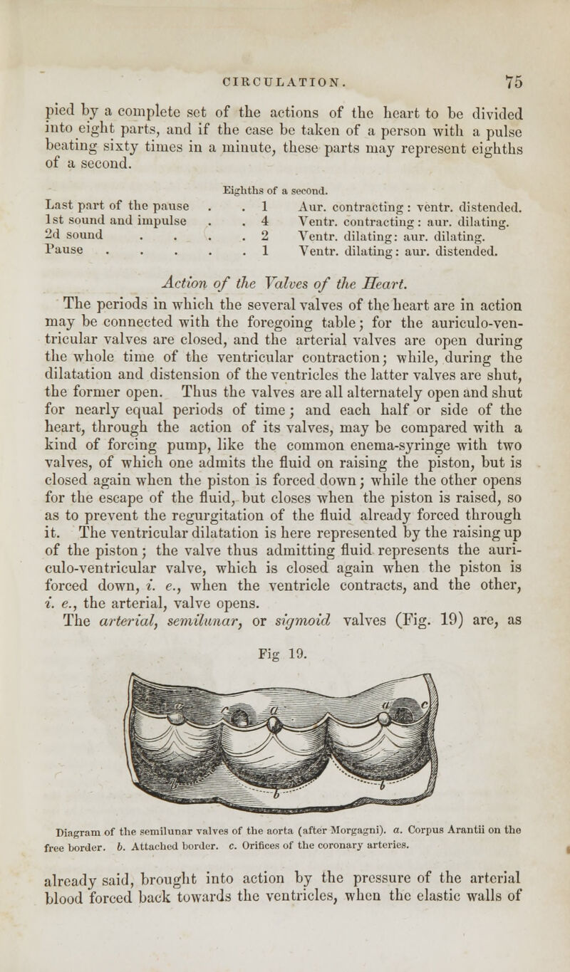pied by a complete set of the actions of the heart to be divided into eight parts, and if the case be taken of a person with a pulse beating sixty times in a minute, these parts may represent eighths of a second. Eighths of a second. Last part of the pause . . 1 Aur. contracting : ventr. distended. 1st sound and impulse . . 4 Ventr. contracting: aur. dilating. 2d sound .... 2 Ventr. dilating: aur. dilating. Pause . . . . .1 Ventr. dilating: aur. distended. Action of the Valves of the Heart. The periods in which the several valves of the heart are in action may be connected with the foregoing table; for the auriculo-ven- tricular valves are closed, and the arterial valves are open during the whole time of the ventricular contraction; while, during the dilatation and distension of the ventricles the latter valves are shut, the former open. Thus the valves are all alternately open and shut for nearly equal periods of time; and each half or side of the heart, through the action of its valves, may be compared with a kind of forcing pump, like the common enema-syringe with two valves, of which one admits the fluid on raising the piston, but is closed again when the piston is forced down; while the other opens for the escape of the fluid, but closes when the piston is raised, so as to prevent the regurgitation of the fluid already forced through it. The ventricular dilatation is here represented by the raising up of the piston; the valve thus admitting fluid represents the auri- culo-ventricular valve, which is closed again when the piston is forced down, i. e., when the ventricle contracts, and the other, i. e., the arterial, valve opens. The arterial, semilunar, or sigmoid valves (Fig. 19) are, as Fig 19. Diagram of the semilunar valves of the aorta (after Morgagni). a. Corpus Arantii on tho free border, b. Attached border, c. Orifices of the coronary arteries. already said, brought into action by the pressure of the arterial blood forced back towards the ventricles, when the elastic walls of