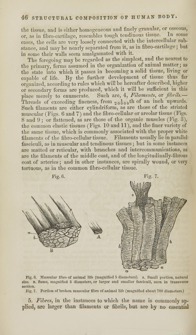 the tissue, and is either homogeneous and finely granular, or osseous, or, as in fibro-cartilage, resembles tough tendinous tissue. In some cases, the cells are very loosely connected with the intercellular sub- stance, and may be nearly separated from it, as in fibro-cartilage; but in some their walls seem amalgamated with it. The foregoing may be regarded as the simplest, and the nearest to the primary, forms assumed in the organization of animal matter; as the state into which it passes in becoming a solid tissue, living or capable of life. By the further development of tissue thus far organized, according to rules which will be hereafter described, higher or secondary forms are produced, which it will be sufficient in this place merely to enumerate.. Such are, 4, Filaments, or fibrils.— Threads of exceeding fineness, from 3o^Dotn of an incn upwards. Such filaments are either cylindriform, as are those of the striated muscular (Figs. 6 and 7) and the fibro-cellular or areolar tissue (Figs. 8 and 9; or flattened, as are those of the organic muscles (Fig. 3), the common elastic tissues (Figs. 10 and 11), and the finer variety of the same tissue, which is commonly associated with the proper white filaments of the fibro-cellular tissue. Filaments usually lie in parallel fasciculi, as in muscular and tendinous tissues; but in some instances are matted or reticular, with branches and intercommunications, as are the filaments of the middle coat, and of the longitudinally-fibrous coat of arteries; and in other instances, are spirally wound, or very tortuous, as in the common fibro-cellular tissue. Fig. 6. Fig. 6. Muscular fibre of animal life (magnified 5 diameters). A. Small portion, natural size. b. Same, magnified 5 diameters, or larger and smaller fasciculi, seen in transverse section. Tig. 7. Portion of broken muscular fibre of animal life (magnified about 700 diameters.) 5. Fibres, in the instances to which the name is commonly ap- plied, are larger than filaments or fibrils, but are by no essential