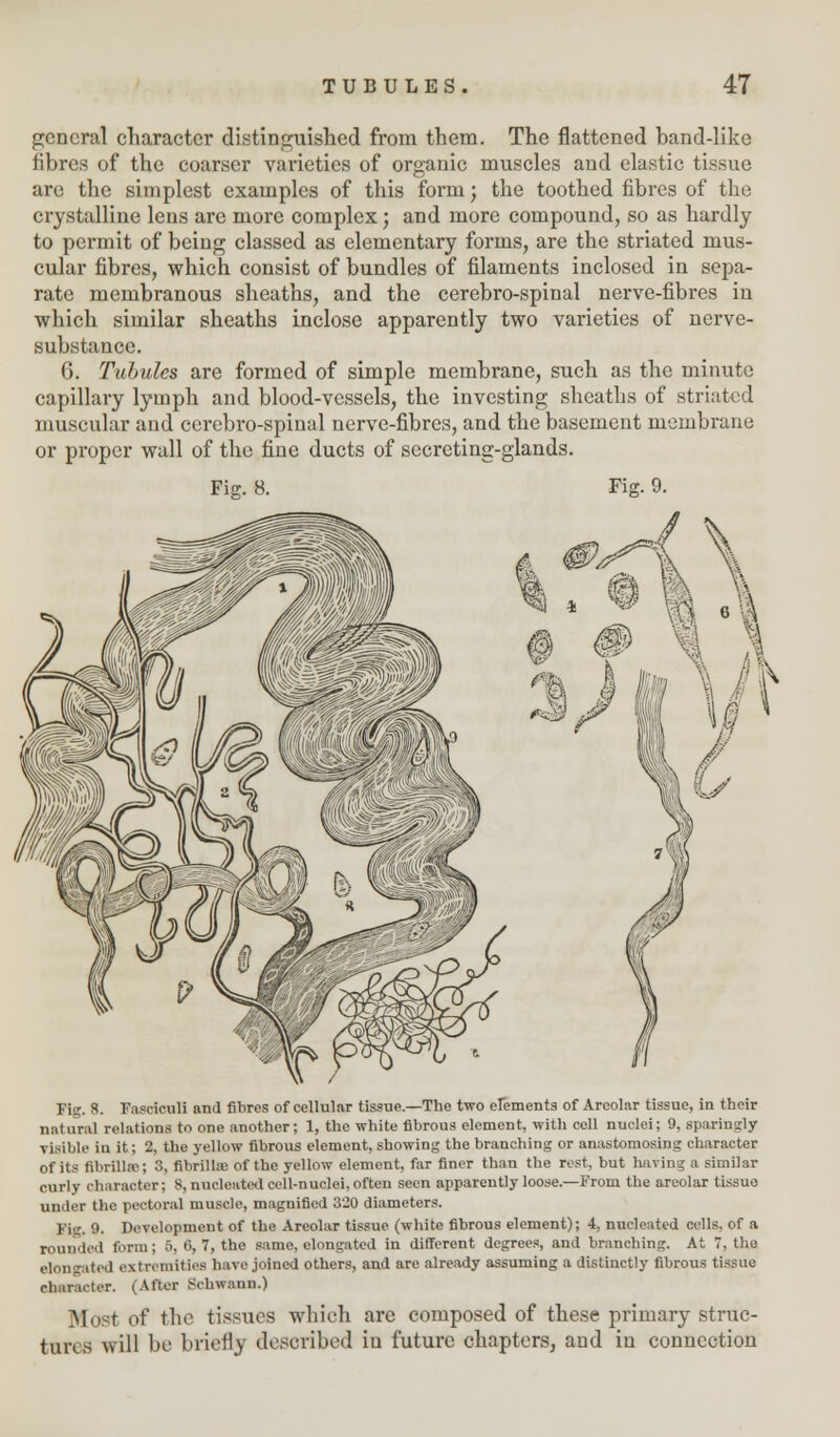 general character distinguished from them. The flattened band-like fibres of the coarser varieties of organic muscles and elastic tissue are the simplest examples of this form; the toothed fibres of the crystalline lens are more complex; and more compound, so as hardly to permit of being classed as elementary forms, are the striated mus- cular fibres, which consist of bundles of filaments inclosed in sepa- rate membranous sheaths, and the cerebro-spinal nerve-fibres in which similar sheaths inclose apparently two varieties of nerve- substance. 6. Tubules are formed of simple membrane, such as the minute capillary lymph and blood-vessels, the investing sheaths of striated muscular and cerebro-spinal nerve-fibres, and the basement membrane or proper wall of the fine ducts of sccrcting-glands. Fie. 8. Fig. 9. 1 \ Fig. 8. Fasciculi and fibres of cellular tissue.—The two erements of Areolar tissue, in their natural relations to one another; 1, the white fibrous element, with cell nuclei; 9, sparingly visible in it; 2, the yellow fibrous element, showing the branching or anastomosing character of its fibrillar, 3, fibrillse of the yellow element, far finer than the rest, but having a similar curly character; 8, nucleated cell-nuclei, often seen apparently loose.—From the areolar tissue under the pectoral muscle, magnified 320 diameters. Fig. 9. Development of the Areolar tissue (white fibrous element); 4, nucleated cells, of a rounded form; 5, 6, 7, the same, elongated in different degrees, and branching. At 7, the elongated extremities have joined others, and are already assuming a distinctly fibrous tissue character. (After Schwann.) Wo t of the tissues which are composed of these primary struc- tures will be briefly described iu future chapters, and in connection