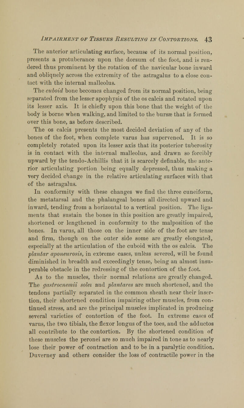 The anterior articulating surface, because of its normal position, presents a protuberance upon the dorsum of the foot, and is ren- dered thus prominent by the rotation of the navicular bone inward and obliquely across the extremity of the astragalus to a close con- tact with the internal malleolus. The cuboid bone becomes changed from its normal position, being separated from the lesser apophysis of the os calcis and rotated upon its lesser axis. It is chiefly upon this bone that the weight of the body is borne when walking, and limited to the bursa? that is formed over this bone, as before described. The os calcis presents the most decided deviation of any of the bones of the foot, when complete varus has supervened. It is so completely rotated upon its lesser axis that its posterior tuberosity is in contact with the internal malleolus, and drawn so forcibly upward by the tendo-Achillis that it is scarcely definable, the ante- rior articulating portion being equally depressed, thus making a very decided change in the relative articulating surfaces with that of the astragalus. In conformity with these changes we find the three cuneiform, the metatarsal and the phalangeal bones all directed upward and inward, tending from a horizontal to a vertical position. The liga- ments that sustain the bones in this position are greatly impaired, shortened or lengthened in conformity to the malposition of the bones. In varus, all those on the inner side of the foot are tense and firm, though on the outer side some are greatly elongated, especially at the articulation of the cuboid with the os calcis. The plantar aponeurosis, in extreme cases, unless severed, will be found diminished in breadth and exceedingly tense, being an almost insu- perable obstacle in the redressing of the contortion of the foot. As to the muscles, their normal relations are greatly changed. The gastrocnemii solei and plantares are much shortened, and the tendons partially separated in the common sheath near their inser- tion, their shortened condition impairing other muscles, from con- tinued stress, and are the principal muscles implicated in producing several varieties of contortion of the foot. In extreme cases of varus, the two tibials, the flexor longus of the toes, and the adductos all contribute to the contortion. By the shortened condition of these muscles the peronei are so much impaired in tone as to nearly lose their power of contraction and to be in a paralytic condition. Duverney and others consider the loss of contractile power in the