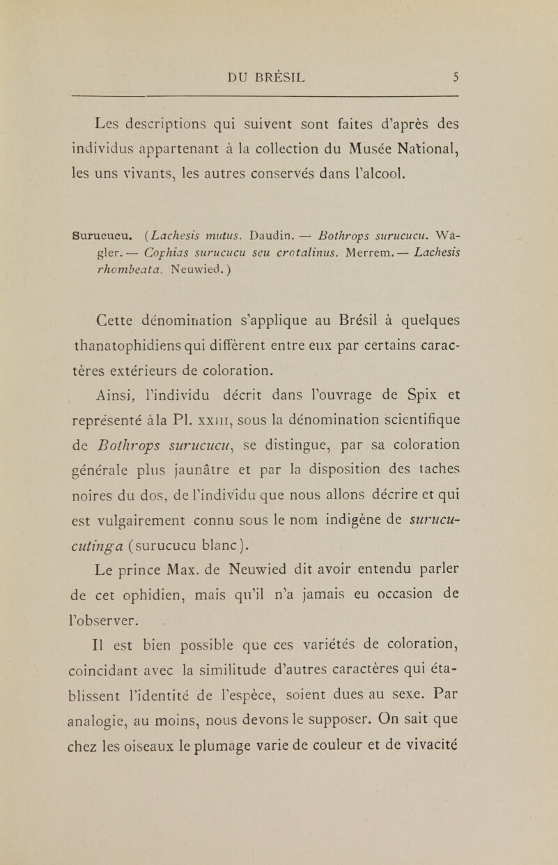 Les descriptions qui suivent sont faites d'après des individus appartenant à la collection du Musée National, les uns vivants, les autres conservés dans l'alcool. Surucucu. (Lachcsis mutus. Daudin. — Bothrops surucucu. Wa- gler.— Cophias surucucu seu crotalinus. Merrem.— Lachesis rhombeata. Neuwied.) Cette dénomination s'applique au Brésil à quelques thanatophidiens qui diffèrent entre eux par certains carac- tères extérieurs de coloration. Ainsi, l'individu décrit dans l'ouvrage de Spix et représenté àla Pl. xxm, sous la dénomination scientifique de Bothrops surucucu, se distingue, par sa coloration générale plus jaunâtre et par la disposition des taches noires du dos, de l'individu que nous allons décrire et qui est vulgairement connu sous le nom indigène de surucu- cutinga (surucucu blanc). Le prince Max. de Neuwied dit avoir entendu parler de cet ophidien, mais qu'il n'a jamais eu occasion de l'observer. Il est bien possible que ces variétés de coloration, coïncidant avec la similitude d'autres caractères qui éta- blissent l'identité de l'espèce, soient dues au sexe. Par analogie, au moins, nous devons le supposer. On sait que chez les oiseaux le plumage varie de couleur et de vivacité