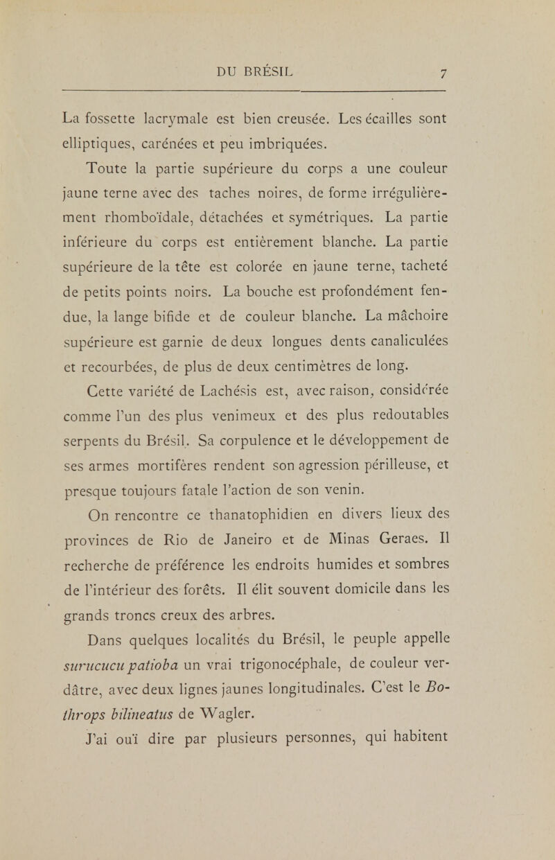 La fossette lacrymale est bien creusée. Les écailles sont elliptiques, carénées et peu imbriquées. Toute la partie supérieure du corps a une couleur jaune terne avec des taches noires, de forme irrégulière- ment rhomboïdale, détachées et symétriques. La partie inférieure du corps est entièrement blanche. La partie supérieure de la tête est colorée en jaune terne, tacheté de petits points noirs. La bouche est profondément fen- due, la lange bifide et de couleur blanche. La mâchoire supérieure est garnie de deux longues dents canaliculées et recourbées, de plus de deux centimètres de long. Cette variété de Lachésis est, avec raison, considérée comme l'un des plus venimeux et des plus redoutables serpents du Brésil. Sa corpulence et le développement de ses armes mortifères rendent son agression périlleuse, et presque toujours fatale l'action de son venin. On rencontre ce thanatophidien en divers lieux des provinces de Rio de Janeiro et de Minas Geraes. Il recherche de préférence les endroits humides et sombres de l'intérieur des forêts. Il élit souvent domicile dans les grands troncs creux des arbres. Dans quelques localités du Brésil, le peuple appelle surucucupatioba un vrai trigonocéphale, de couleur ver- dâtre, avec deux lignes jaunes longitudinales. C'est le Bo- throps bilineatus de Wagler. J'ai ouï dire par plusieurs personnes, qui habitent