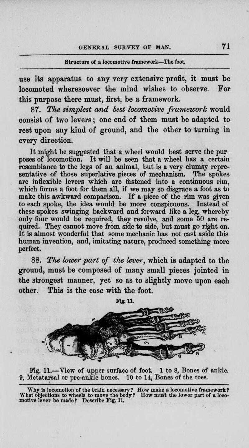 Structure of a locomotive framework—The foot use its apparatus to any very extensive profit, it must be locomoted wheresoever the mind wishes to observe. For this purpose there must, first, be a framework. 87. The simplest and best locomotive framework would consist of two levers; one end of them must be adapted to rest upon any kind of ground, and the other to turning in every direction. It might be suggested that a wheel would best serve the pur- poses of locomotion. It will be seen that a wheel has a certain resemblance to the legs of an animal, but is a very clumsy repre- sentative of those superlative pieces of mechanism. The spokes are inflexible levers which are fastened into a continuous rim, which forms a foot for them all, if we may so disgrace a foot as to make this awkward comparison. If a piece of the rim was given to each spoke, the idea would be more conspicuous. Instead of these spokes swinging backward and forward like a leg, whereby only four would be required, they revolve, and some 50 are re- quired. They cannot move from side to side, but must go right on. It is almost wonderful that some mechanic has not cast aside this human invention, and, imitating nature, produced something more perfect. 88. The lower part of the lever, which is adapted to the ground, must be composed of many small pieces jointed in the strongest manner, yet so as to slightly move upon each other. This is the case with the foot. Fig. u. Fig. 11.—View of upper surface of foot. 1 to 8, Bones of ankle. 9, Metatarsal or pre-ankle bones. 10 to 14, Bones of the toes. Why is locomotion of the train necessary 1 How make a locomotive framework ? What objections to wheels to move the body ? How must the lower part of a loco- motive lever be made ? DescribeFig.il.