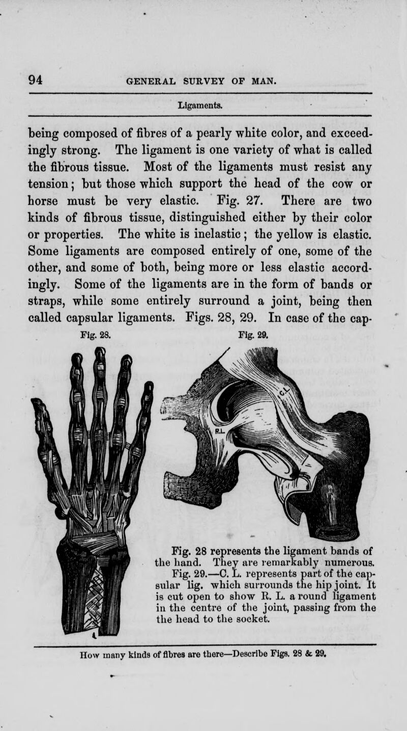 Ligaments. being composed of fibres of a pearly white color, and exceed- ingly strong. The ligament is one variety of what is called the fibrous tissue. Most of the ligaments must resist any tension; but those which support the head of the cow or horse must be very elastic. Fig. 27. There are two kinds of fibrous tissue, distinguished either by their color or properties. The white is inelastic ; the yellow is elastic. Some ligaments are composed entirely of one, some of the other, and some of both, being more or less elastic accord- ingly. Some of the ligaments are in the form of bands or straps, while some entirely surround a joint, being then called capsular ligaments. Figs. 28, 29. In case of the cap- Fig. 28. Fig. 29. Fig. 28 represents the ligament bands of the hand. They are remarkably numerous. Fig. 29.—C. L. represents part of the cap- sular lig. which surrounds the hip joint. It is cut open to show R. L. a round ligament in the centre of the joint, passing from the the head to the socket. How many kinds of fibres are there—Describe Figs. 28 & 29.