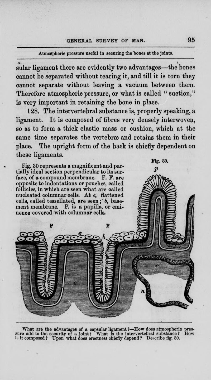 Atmospheric pressure useful in securing the bones at the joints. sular ligament there are evidently two advantages—the bones cannot be separated without tearing it, and till it is torn they cannot separate without leaving a vacuum between them. Therefore atmospheric pressure, or what is called  suction, is very important in retaining the bone in place. 128. The intervertebral substance is, properly speaking, a ligament. It is composed of fibres very densely interwoven, so as to form a thick elastic mass or cushion, which at the same time separates the vertebrae and retains them in their place. The upright form of the back is chiefly dependent on these ligaments. Fig. 30 represents a magnificent and par- tially ideal section perpendicular to its sur- face, of a compound membrane. F. F. are opposite to indentations or pouches, called follicles, in which are seen what are called nucleated columnar cells. At e, flattened cells, called tessellated, are seen ; b, base- ment membrane. P. is a papilla, or emi- nence covered with columnar cells. Fig. 80. P What are the advantages of a capsular ligament ?—How does atmospheric pres- sure add to the security of a joint? What is the intervertebral substance? How is it composed ? Upon what does erectness chiefly depend ? Describe fig. 80.