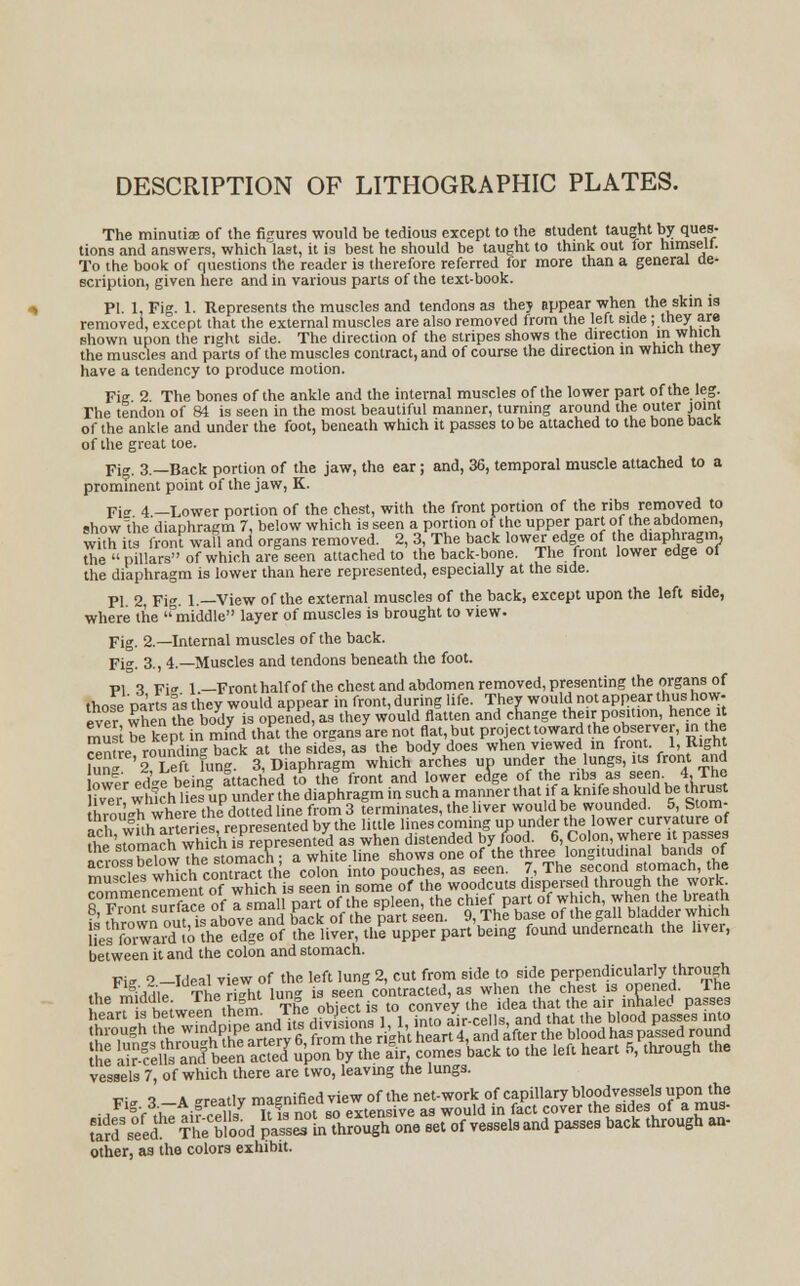 DESCRIPTION OF LITHOGRAPHIC PLATES. The minutiae of the figures would be tedious except to the student taught by ques- tions and answers, which'last, it is best he should be taught to think out for nimselt. To the book of questions the reader is therefore referred for more than a general de- scription, given here and in various parts of the text-book. PI. 1, Fig. 1. Represents the muscles and tendons as they appear when the skin is removed, except that the external muscles are also removed from the left side ; they are shown upon the right side. The direction of the stripes shows the direction in wnicn the muscles and parts of the muscles contract, and of course the direction in which tney have a tendency to produce motion. Fie 2 The bones of the ankle and the internal muscles of the lower part of the leg. The tendon of 84 is seen in the most beautiful manner, turning around the outer joint of the ankle and under the foot, beneath which it passes to be attached to the bone DacK of the great toe. Fig. 3.—Back portion of the jaw, the ear; and, 36, temporal muscle attached to a prominent point of the jaw, K. Fie 4 —Lower portion of the chest, with the front portion of the ribs removed to show'the'diaphragm 7, below which is seen a portion of the upper part of the abdomen, wXla front wall and organs removed. 2, 3, The back lower edge of the diaphragm, the  pillars of which are seen attached to the back-bone. The front lower edge of the diaphragm is lower than here represented, especially at the side. PI 2, Fig. 1.—View of the external muscles of the back, except upon the left side, where the middle layer of muscles is brought to view, pig. 2.—Internal muscles of the back. Fig. 3., 4.—Muscles and tendons beneath the foot. p, o Fi„ 1—Front half of the chest and abdomen removed, presenting the organs of those par s as they would appear in front, during life. They would not appear thus how. ever when me body is opened, as they would flatten and change their position, hence it mSst tekeptln mfnd that the organs are not flat, but project toward the observer, in the centre rounding back at the sides, as the body does when viewed in front 1, Right uln- 'IX lung. 3, Diaphragm which arches up under the lungs, its front and owe'r ed-e being Ittached to the front and lower edge of the ribs as seen.4, The Hver winch lies up under the diaphragm in such a manner that if a knife should be thrust hro.Uh where the dotted line from 3 terminates, the liver would be wounded. 5, Stom- al, wiih arteries represented by the little lines coming up under the lower curvature of fhe sto^whichisP 'presented as when distended by food. 6 Colon, where it passes Irross bdovvThe stomach ; a white line shows one of the three longitudinal bands of L=whirh contract the colon into pouches, as seen. 7, The second stomach, the muscles whc contract tne coon lr p the'woodcuts dispersed through the work KSof Ismal part of theTpleen, the chief part & which, when the breath ¥' &J-,vtr nnf Ts above and back of the part seen. 9, The base of the gall bladder which HesXTarffoth^edge of theUver, tl£ upper part'being found underneath the liver, between it and the colon and stomach. Vir 2 -Ideal view of the left lung 2, cut from side to side perpendicularly through i -VTiT Thn■ ri^h lun- is seen contracted, as when the chest is opened. The vessels 7, of which there are two, leaving the lungs. W* 3 -A -reatly magnified view of the net-work of capillary bloodvessels upon the •, g> .'i *;?■ ??\u ii not so extensive as would in fact cover the sides of a mus- tar'seed^The'blood passefinTrough one set of vessels and passes back through an- other, as the colors exhibit.