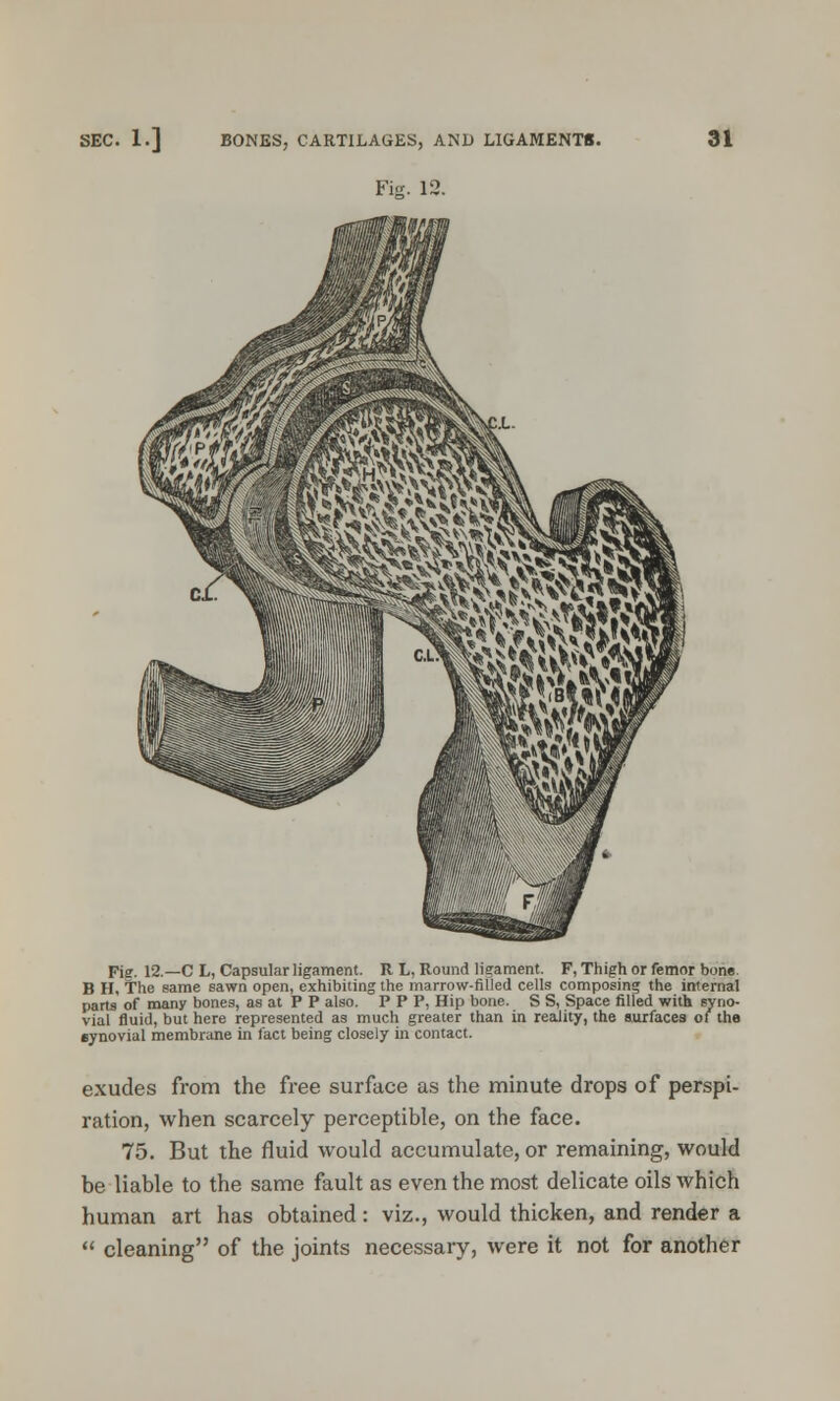 Fig. 12. Fie. 12.—C L, Capsular ligament. R L, Round liffament. F, Thigh or femor bone. B H, The same sawn open, exhibiting the marrow-filled cells composing the internal parts of many bones, as at P P also. P P P, Hip bone. S S, Space filled with syno- vial fluid, but here represented as much greater than in reality, the surfaces of the synovial membrane in fact being closely in contact. exudes from the free surface as the minute drops of perspi- ration, when scarcely perceptible, on the face. 75. But the fluid would accumulate, or remaining, would be liable to the same fault as even the most delicate oils which human art has obtained: viz., would thicken, and render a ** cleaning of the joints necessary, were it not for another