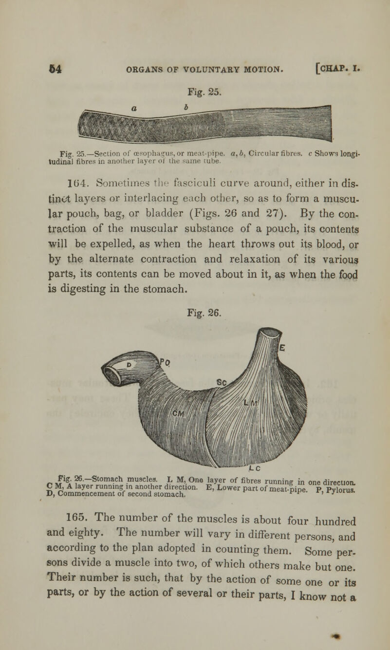 Fig. 25. Fig. 25—Section of oesophagus, or meat-pipe, a, 6, Circular fibres, c Shows longi- tudinal fibres in another layer of the same tube. 1G4. Sometimes the fasciculi curve around, either in dis- tinct layers or interlacing each other, so as to form a muscu- lar pouch, bag, or bladder (Figs. 26 and 27). By the con- traction of the muscular substance of a pouch, its contents will be expelled, as when the heart throws out its blood, or by the alternate contraction and relaxation of its various parts, its contents can be moved about in it, as when the food is digesting in the stomach. Fig. 26. .r, ,?'2; 26.—Stomach musclea. L M, One layer of fibres running in one direction. C M, A layer running m another direction. E, Lower part of meat-pipe P Pvlorus! D, Commencement of second stomach. ^^ r, rj'iuius. 165. The number of the muscles is about four hundred and eighty. The number will vary in different persons, and according to the plan adopted in counting them. Some per- sons divide a muscle into two, of which others make but one. Their number is such, that by the action of some one or its parts, or by the action of several or their parts, I know not a