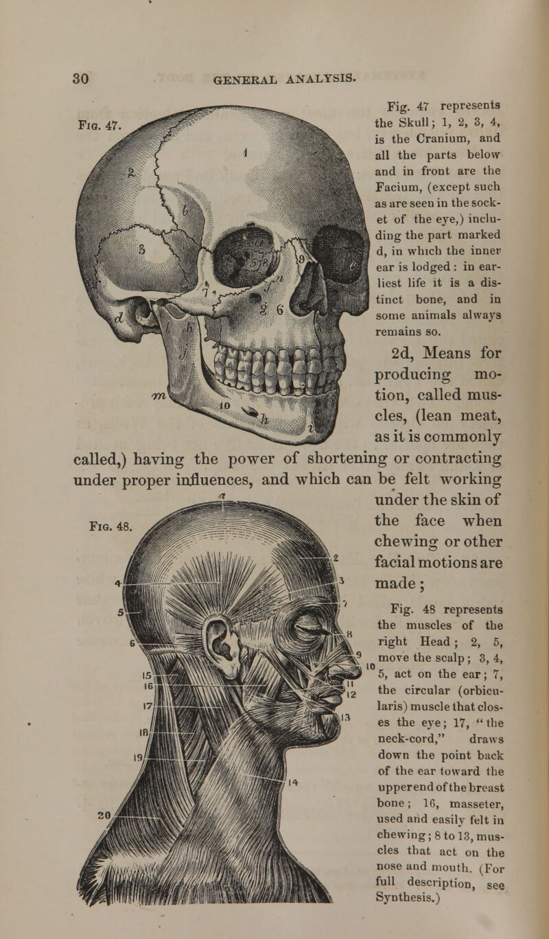 Fig. 47. Fig. 47 represents the Skull; 1, 2, 3, 4, is the Cranium, and all the parts below and in front are the Facium, (except such as are seen in the sock- et of the eye,) inclu- ding the part marked d, in which the inner ear is lodged : in ear- liest life it is a dis- tinct bone, and in some animals always remains so. 2d, Means for producing mo- tion, called mus- cles, (lean meat, as it is commonly- called,) having the power of shortening or contracting under proper influences, and which can be felt working under the skin of the face when chewing or other facial motions are made; Fig. 48 represents the muscles of the right Head ; 2, 5, move the scalp ; 3, 4, 5, act on the ear; 7, the circular (orbicu- laris) muscle that clos- es the eye; 17, the neck-cord, draws down the point back of the ear toward the upperend of the breast bone; 16, masseter, used and easily felt in chewing; 8 to 13,mus- cles that act on the nose and mouth. (For full description, see Synthesis.)