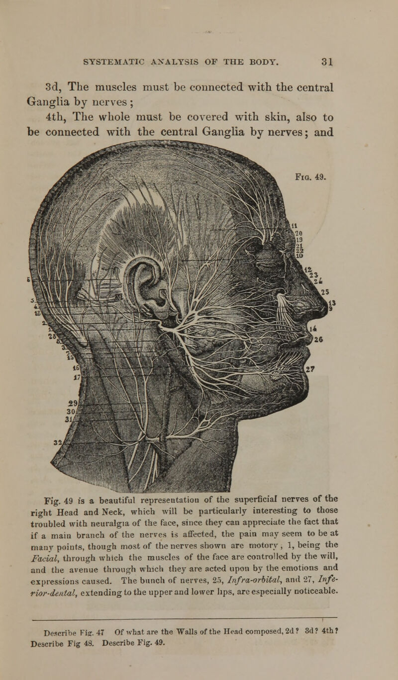 3d, The muscles must be connected with the central Ganglia by nerves; 4th, The whole must be covered with skin, also to be connected with the central Ganglia by nerves; and Fia. 49. Fig. 49 is a beautiful representation of the superficial nerves of tbe right Head and Neck, which will be particularly interesting to those troubled with neuralgia of the face, since they can appreciate the fact that if a main branch of the nerves is affected, the pain may seem to be at many points, though most of the nerves shown are motory , 1, being the Facial, through which the muscles of the face are controlled by the will, and the avenue through which they are acted upon by the emotions and expressions caused. The bunch of nerves, 25, Infra-orbital, and 27, J»fe- rior-dental, extending to the upper and lower lips, are especially noticeable. Describe Fig. 47 Of what .-ire the Walls of the Head composed, 2d * 3d ? 4th f Describe Fig 48. Describe Fig. 49.