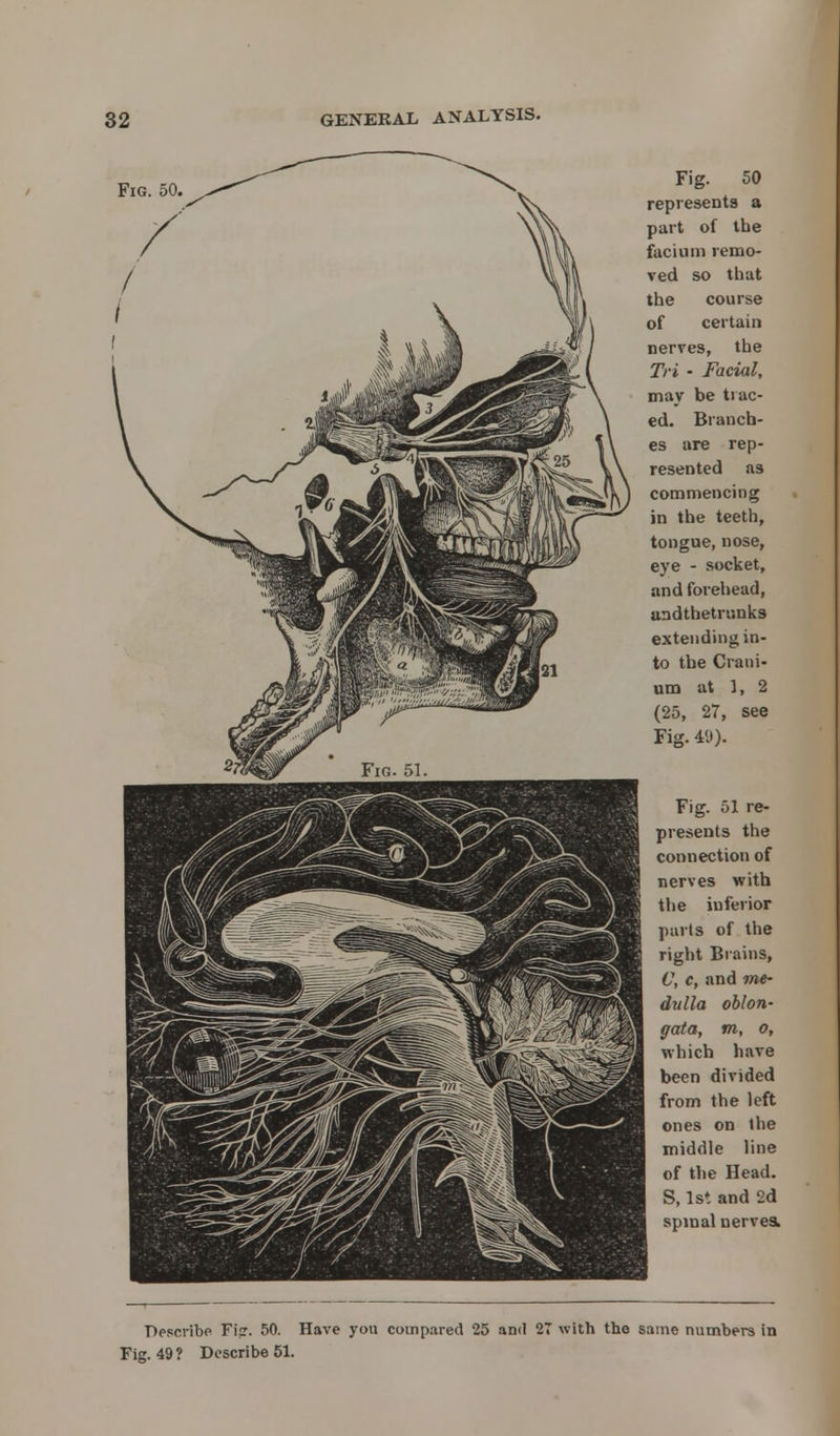 Fig. 50, Fig. 50 represents a part of the facia in remo- ved so that the course of certain nerves, the Tri - Facial, may be trac- ed. Branch- es are rep- resented as commencing in the teeth, tongue, nose, eye - socket, and forehead, andthetrunks extending in- to the Crani- um at ], 2 (25, 27, see Fig. 49). Fig. 51 re- presents the connection of nerves with the inferior parts of the right Brains, V, c, and me- dulla oblon- gata, m, o, which have been divided from the left ones on the middle line of the Head. S, 1st and 2d spinal nerves. Describe Ficr. 50. Have you compared 25 and 27 with tho same numbers in Fig. 49? Describe 51.