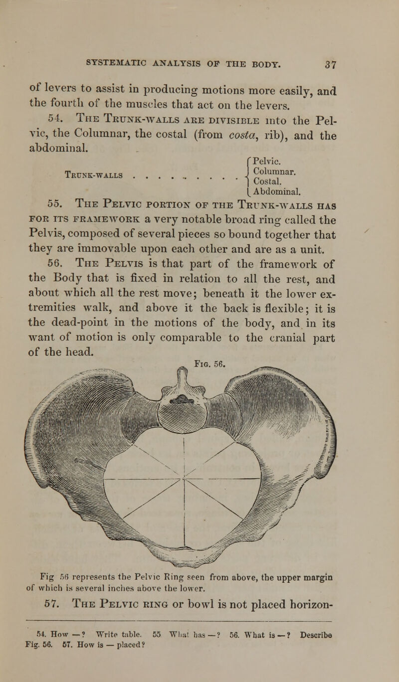 of levers to assist in producing motions more easily, and the fourth of the muscles that act on the levers. 54. The Trunk-walls are divisible into the Pel- vic, the Columnar, the costal (from costa, rib), and the abdominal. r Pelvic. Trunk-walls J Columnar. I Costal. ^ Abdominal. 55. The Pelvic portion of the Trunk-walls has for its framework a very notable broad ring called the Pelvis, composed of several pieces so bound together that they are immovable upon each other and are as a unit. 56. The Pelvis is that part of the framework of the Body that is fixed in relation to all the rest, and about which all the rest move; beneath it the lower ex- tremities walk, and above it the back is flexible; it is the dead-point in the motions of the body, and in its want of motion is only comparable to the cranial part of the head. Fig. 56. Fig 56 represents the Pelvic Ring seen from above, the upper margin of which is several inches above the lower. 57. The Pelvic ring or bowl is not placed horizon- Fig. 56. 67. How is — placed ?