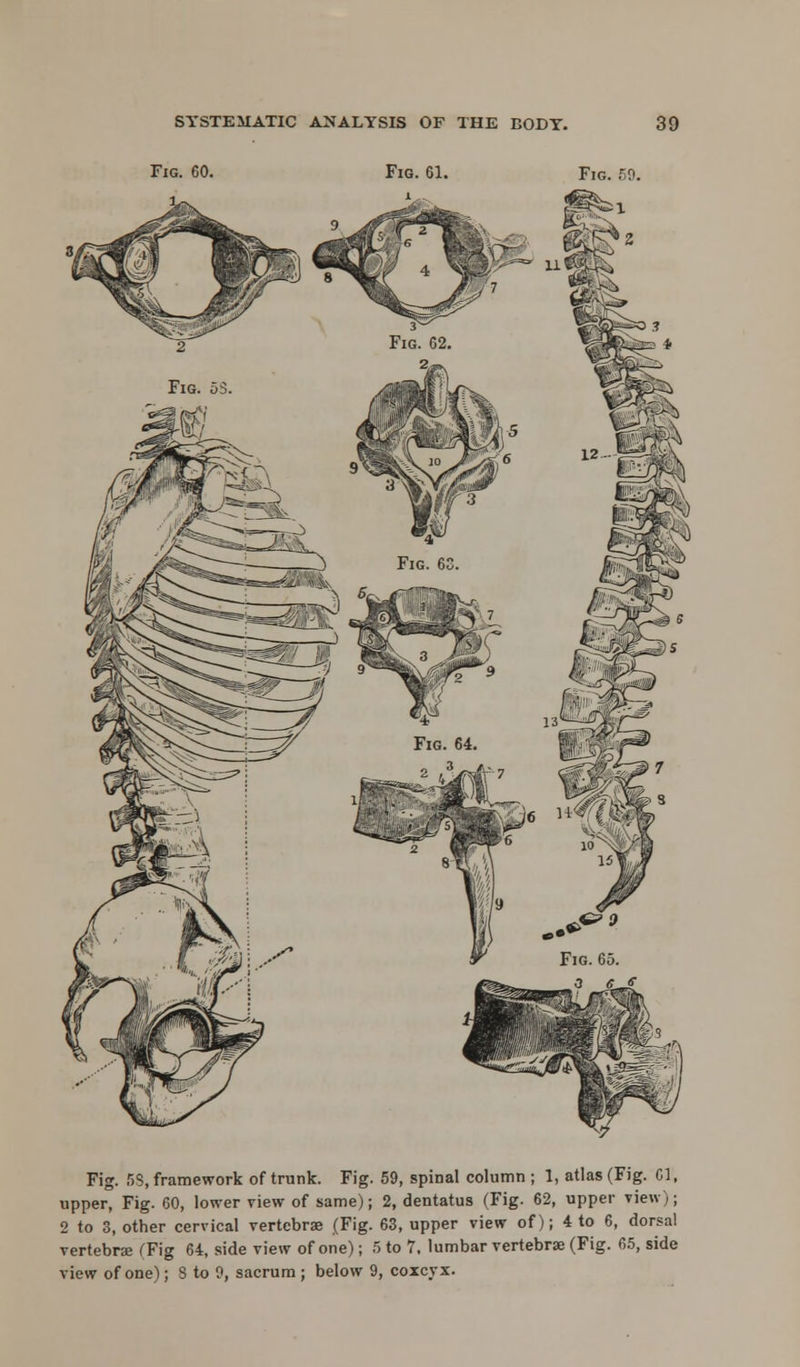 Fig. 60. Fig. 61. Fig. 59. Fig. 55, framework of trunk. Fig. 59, spinal column ; 1, atlas (Fig. 61, upper, Fig. 60, lower view of same); 2, dentatus (Fig. 62, upper view); 2 to 3, other cervical vertebrae (Fig. 63, upper view of); 4 to 6, dorsal vertebra (Fig 64, side view of one); 5 to 1, lumbar vertebrae (Fig. 65, side view of one); 3 to 9, sacrum ; below 9, coxcyx.