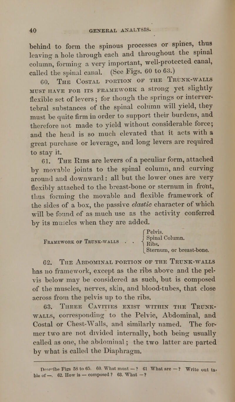 behind to form the spinous processes or spines, thus leaving a hole through each and throughout the spinal column, forming a very important, well-protected canal, called the spinal canal. (See Figs. 60 to 63.) 60. The Costal portion of the Trunk-walls must have for its framework a strong yet slightly flexible set of levers; for though the springs or interver- tebral substances of the spinal column will yield, they must be quite firm in order to support their burdens, and therefore not made to yield without considerable force; and the head is so much elevated that it acts with a great purchase or leverage, and long levers are required to stay it. 61. The Ribs are levers of a peculiar form, attached by movable joints to the spinal column, and curving around and downward: all but the lower ones are very flexibly attached to the breast-bone or sternum in front, thus forming the movable and flexible framework of the sides of a box, the passive elastic character of which will be found of as much use as the activity conferred by its muscles when they are added. C Pelvis. „ _ Spinal Column. Framework of Trunk-walls . . < ^^a [Sternum, or breast-bone. 62. The Abdominal portion of the Trunk-walls has no framework, except as the ribs above and the pel- vis below may be considered as such, but is composed of the muscles, nerves, skin, and blood-tubes, that close across from the pelvis up to the ribs. 63. Three Cavities exist within the Trunk- walls, corresponding to the Pelvic, Abdominal, and Costal or Chest-Walls, and similarly named. The for- mer two are not divided internally, both being usually called as one, the abdominal; the two latter are parted by what is called the Diaphragm. Di^p-ibe Fiss 58 to 65. 60. What must—? 61 What are— ? Write out ta- ble 0f _. 62. How is — composed ? 63. What — ?