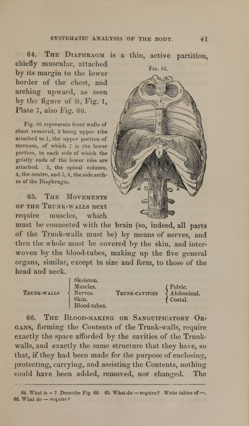 is a thin, active partition, Fig. 66. 64. The Diaphragm chiefly muscular, attached by its margin to the lower border of the chest, and arching upward, as seen by the figure of it, Fig. 1, Plate 7, also Fig. 66. Fig. 66 represents front walls of chest removed, 2 being upper ribs attached to 1, the upper portion of sternum, of which 7 is the lower portion, to each side of which the gristly ends of the lower ribs are attached. 3, the spinal column. 4, the centre, and 5, 6, the side arch- es of the Diaphragm. 65. The Movements of the Trunk-walls next require muscles, which must be connected with the brain (so, indeed, all parts of the Trunk-walls must be) by means of nerves, and then the whole must be covered by the skin, and inter- woven by the blood-tubes, making up the five general organs, similar, except in size and form, to those of the head and neck. Trunk-walls Skeleton. Muscles. Nerves. Skin. Blood-tubes. Trunk-cavities Pelvic. Abdominal. Costal. 66. The Blood-making or Sanguificatory Or- gans, forming the Contents of the Trunk-walls, require exactly the space afforded by the cavities of the Trunk- walls, and exactly the same structure that they have, so that, if they had been made for the purpose of enclosing, protecting, carrying, and assisting the Contents, nothing could have been added, removed, nor changed. The 66. What do — require?