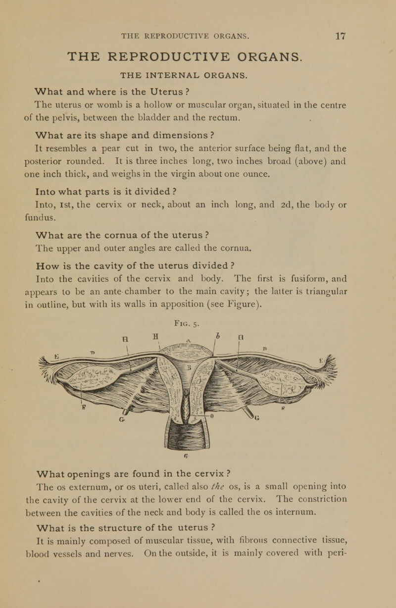 THE REPRODUCTIVE ORGANS. THE INTERNAL ORGANS. What and where is the Uterus ? The uterus or womb is a hollow or muscular organ, situated in the centre of the pelvis, between the bladder and the rectum. What are its shape and dimensions ? It resembles a pear cut in two, the anterior surface being flat, and the posterior rounded. It is three inches long, two inches broad (above) and one inch thick, and weighs in the virgin about one ounce. Into what parts is it divided ? Into, 1st, the cervix or neck, about an inch long, and 2d, the body or fundus. What are the cornua of the uterus ? The upper and outer angles are called the cornua. How is the cavity of the uterus divided ? Into the cavities of the cervix and body. The first is fusiform, and appears to be an ante chamber to the main cavity; the latter is triangular in outline, but with its walls in apposition (see Figure). Fig. 5. n What openings are found in the cervix ? The os externum, or os uteri, called also the os, is a small opening into the cavity of the cervix at the lower end of the cervix. The constriction between the cavities of the neck and body is called the os internum. What is the structure of the uterus ? It is mainly composed of muscular tissue, with fibrous connective tissue, blood vessels and nerves. On the outside, it is mainly covered with peri-
