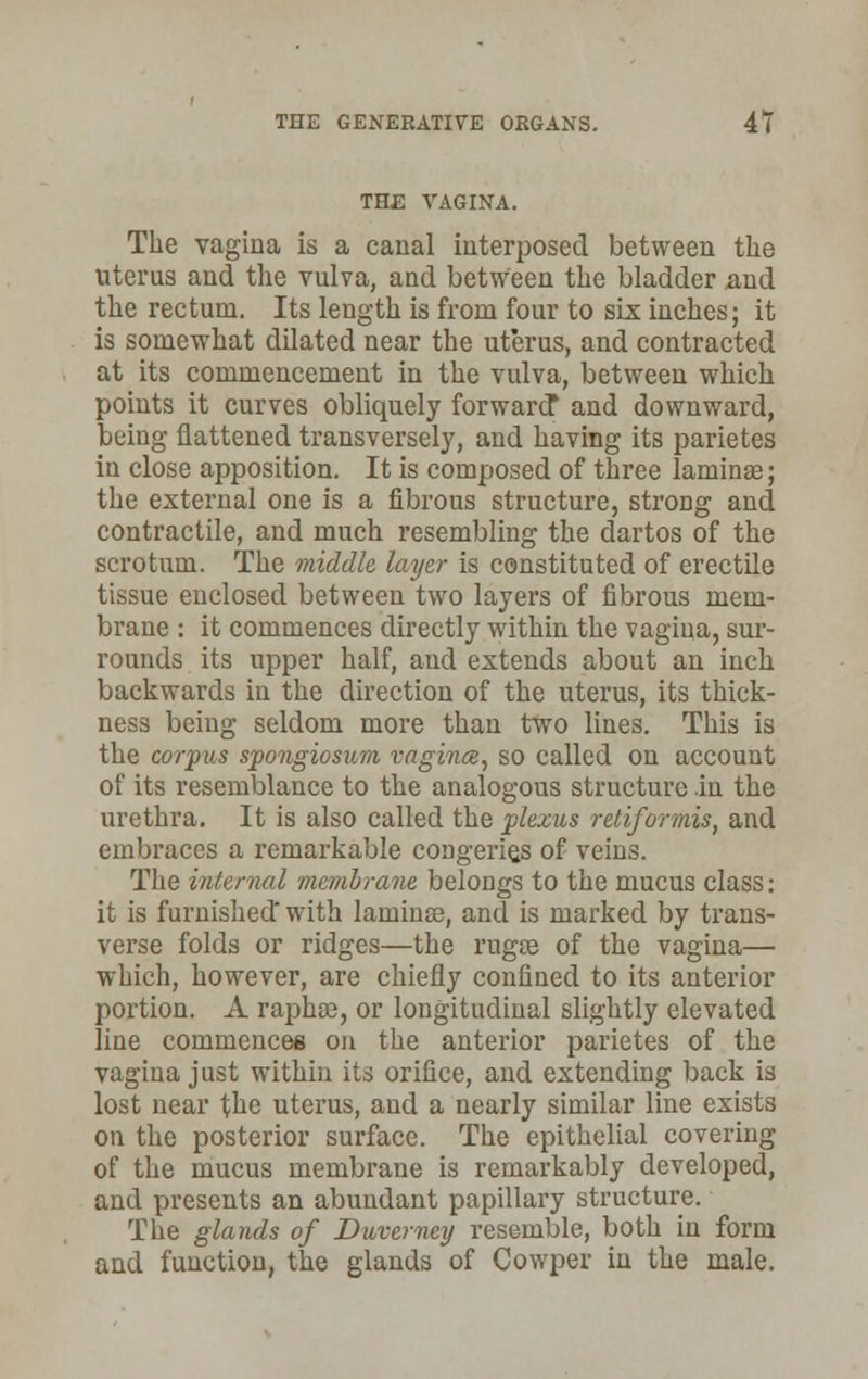 THE VAGINA. The vagina is a canal interposed between the uterus and the vulva, and between the bladder and the rectum. Its length is from four to six inches; it is somewhat dilated near the uterus, and contracted at its commencement in the vulva, between which points it curves obliquely forward* and downward, being flattened transversely, and having its parietes in close apposition. It is composed of three lamina?; the external one is a fibrous structure, strong and contractile, and much resembling the dartos of the scrotum. The middle layer is constituted of erectile tissue enclosed between two layers of fibrous mem- brane : it commences directly within the vagina, sur- rounds its upper half, and extends about an inch backwards in the direction of the uterus, its thick- ness being seldom more than two lines. This is the corpus spongiosum vagince, so called on account of its resemblance to the analogous structure in the urethra. It is also called the plexus retiformis, and embraces a remarkable congeries of veins. The internal membrane belongs to the mucus class: it is furnished with lamina?, and is marked by trans- verse folds or ridges—the rugae of the vagina— which, however, are chiefly confined to its anterior portion. A raphae, or longitudinal slightly elevated line commences on the anterior parietes of the vagina just within its orifice, and extending back is lost near the uterus, and a nearly similar line exists on the posterior surface. The epithelial covering of the mucus membrane is remarkably developed, and presents an abundant papillary structure. The glands of Duverney resemble, both in form and function, the glands of Cowper in the male.