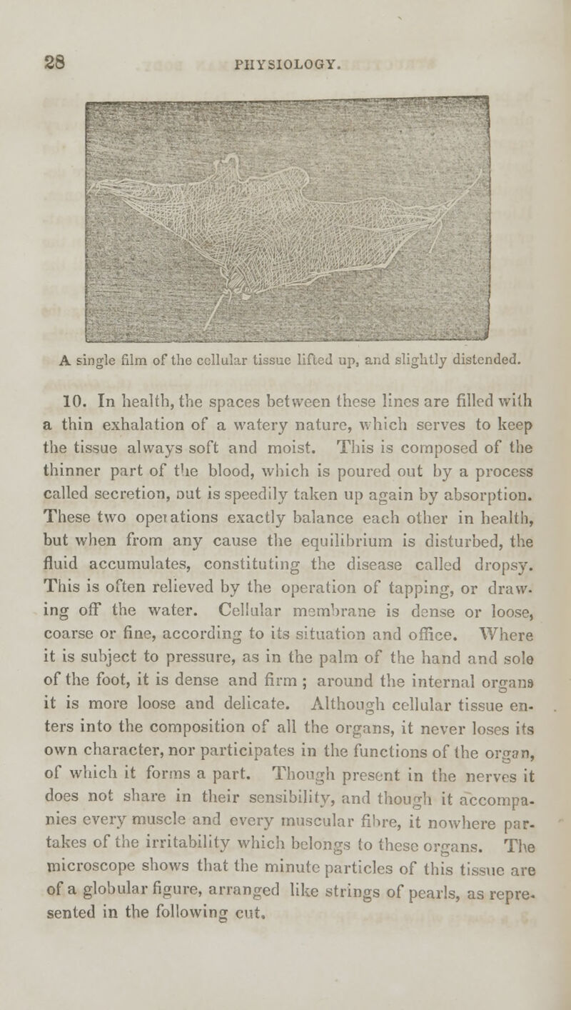 A single film of the cellular tissue lifted up, and slightly distended. 10. In health, the spaces between these lines are filled with a thin exhalation of a watery nature, which serves to keep the tissue always soft and moist. This is composed of the thinner part of the blood, which is poured out by a process called secretion, out is speedily taken up again by absorption. These two operations exactly balance each other in health, but when from any cause the equilibrium is disturbed, the fluid accumulates, constituting the disease called dropsy. This is often relieved by the operation of tapping, or draw, ing off the water. Cellular membrane is dense or loose, coarse or fine, according to its situation and office. Where it is subject to pressure, as in the palm of the hand and sole of the foot, it is dense and firm ; around the internal organs it is more loose and delicate. Although cellular tissue en- ters into the composition of all the organs, it never loses its own character, nor participates in the functions of the organ, of which it forms a part. Though present in the nerves it does not share in their sensibility, and though it accompa- nies every muscle and every muscular fibre, it nowhere par- takes of the irritability which belongs to these organs. The microscope shows that the minute particles of this tissue are of a globular figure, arranged like strings of pearls, as repre- sented in the following cut.