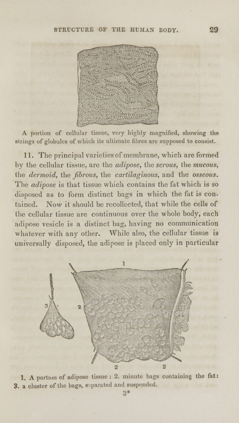A portion of cellular tissue, very highly magnified, showing tho strings of globules of which its ultimate fibres are supposed to consist. 11. The principal varieties of membrane, which are formed by the cellular tissue, are the adipose, the serous, the mucous, the dermoid, the fibrous, the cartilaginous, and the osseous. The adipose is that tissue which contains the fat which is so disposed as to form distinct bags in which the fat is con- tained. Now it should be recollected, that while the cells of the cellular tissue are continuous over the whole body, each adipose vesicle is a distinct bag, having no communication whatever with any other. While also, the cellular tissue is universally disposed, the adipose is placed only in particular 2 a 1. A portion of adipose tissue: 2. minute bags containing the fat: 3. a cluster of the bags, separated and suspended. 1. A portion 01 aaipose tissue : *s. Jiunuie uags a cluster of the bags, s-parated and suspended. 3*