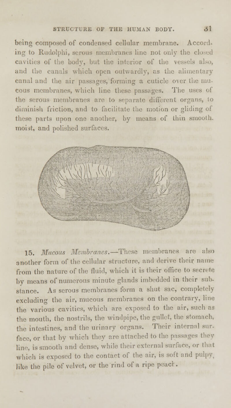 being composed of condensed cellular membrane. Accord- ing to Rudolphi, serous membranes line not only tbe closed cavities of the body, but the interior of the vessels also, and the canals which open outwardly, as the alimentary canal and the air passages, forming a cuticle over the mu- cous membranes, which line these passages. The uses of the serous membranes are to separate different organs, to diminish friction, and to facilitate the motion or gliding of these parts upon one another, by means of thin smooth, moist, and polished surfaces. \ 15. Mucous Membranes.—These membranes are also another form of the cellular structure, and derive their name from the nature of the fluid, which it is their office to secrete by means of numerous minute glands imbedded in their sub- stance. As serous membranes form a shut sac, completely excluding the air, mucous membranes on the contrary, line the various cavities, which are exposed to the air, such as the mouth, the nostrils, the windpipe, the gullet, the stomach, the intestines, and the urinary organs. Their internal sur- face, or that by which they are attached to the passages they line, is smooth and dense, while their external surface, or that which is exposed to the contact of the air, is soft and pulpy, like the pile of velvet, or the rind of a ripe peach