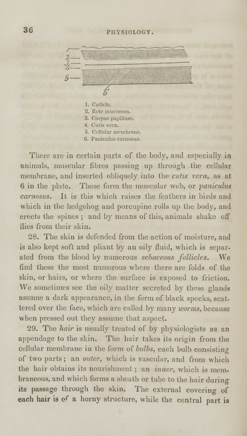 1. Cuticle. 2. Rete mucosum. 3. Corpus papiilare. 4. Cutis vera. 5. Cellular membrane. 6. Paniculus carnosus. There are in certain parts of the body, and especially in animals, muscular fibres passing up through the cellular membrane, and inserted obliquely into the cutis vera, as at 6 in the plate. These form the muscular web, or pa?iiculus carnosus. It is this which raises the feathers in birds and which in the hedgehog and porcupine rolls up the body, and erects the spines ; and by means of this, animals shake off (lies from their skin. 28. The skin is defended from the action of moisture, and is also kept soft and pliant by an oily fluid, which is separ- ated from the blood by numei'ous sebaceous follicles. We find these the most numerous where there are folds of the skin, or hairs, or where the surface is exposed to friction. We sometimes see the oily matter secreted by these glands assume a dark appearance, in the form of black specks, scat- tered over the face, which are called by many worms, because when pressed out they assume that aspect. 29. The hair is usually treated of by physiologists as an appendage to the skin. The hair takes its origin from the cellular membrane in the form of bulbs, each bulb consisting of two parts; an outer, which is vascular, and from which the hair obtains its nourishment ; an inner, which is mem- braneous, and which forms a sheath or tube to the hair during its passage through the skin. The external covering of each hair is of a horny structure, while the central part is