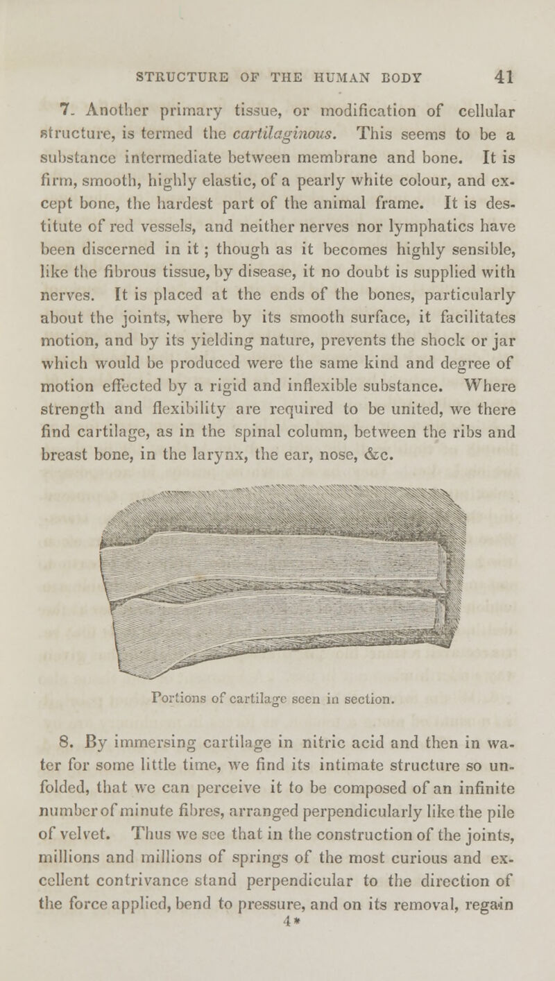 7. Another primary tissue, or modification of cellular structure, is termed the cartilaginous. This seems to be a substance intermediate between membrane and bone. It is firm, smooth, highly elastic, of a pearly white colour, and ex- cept bone, the hardest part of the animal frame. It is des- titute of red vessels, and neither nerves nor lymphatics have been discerned in it; though as it becomes highly sensible, like the fibrous tissue, by disease, it no doubt is supplied with nerves. It is placed at the ends of the bones, particularly about the joints, where by its smooth surface, it facilitates motion, and by its yielding nature, prevents the shock or jar which would be produced were the same kind and degree of motion effected by a rigid and inflexible substance. Where strength and flexibility are required to be united, we there find cartilage, as in the spinal column, between the ribs and breast bone, in the larynx, the ear, nose, &c. Portions of cartilage seen in section. 8. By immersing cartilage in nitric acid and then in wa- ter for some little time, we find its intimate structure so un- folded, that we can perceive it to be composed of an infinite number of minute fibres, arranged perpendicularly like the pile of velvet. Thus we see that in the construction of the joints, millions and millions of springs of the most curious and ex- cellent contrivance stand perpendicular to the direction of the force applied, bend to pressure, and on its removal, regain 4*