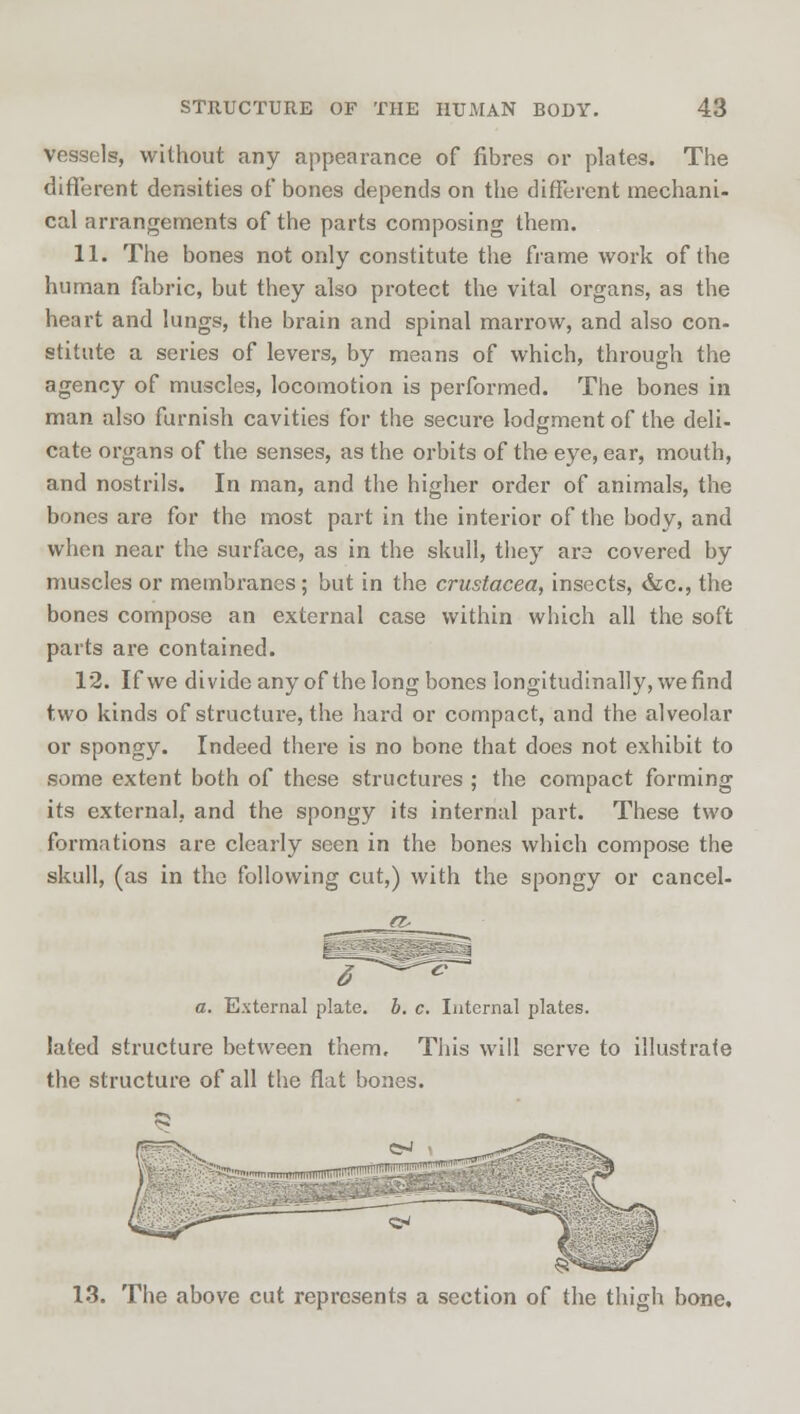 vessels, without any appearance of fibres or plates. The different densities of bones depends on the different mechani- cal arrangements of the parts composing them. 11. The bones not only constitute the frame work of the human fabric, but they also protect the vital organs, as the heart and lungs, the brain and spinal marrow, and also con- stitute a series of levers, by means of which, through the agency of muscles, locomotion is performed. The bones in man also furnish cavities for the secure lodgment of the deli- cate organs of the senses, as the orbits of the eye, ear, mouth, and nostrils. In man, and the higher order of animals, the bones are for the most part in the interior of the body, and when near the surface, as in the skull, they are covered by muscles or membranes; but in the Crustacea, insects, &c, the bones compose an external case within which all the soft parts are contained. 12. If we divide any of the long bones longitudinally, we find two kinds of structure, the hard or compact, and the alveolar or spongy. Indeed there is no bone that does not exhibit to some extent both of these structures ; the compact forming its external, and the spongy its internal part. These two formations are clearly seen in the bones which compose the skull, (as in the following cut,) with the spongy or cancel- 3 ^* a. External plate, b. c. Internal plates. lated structure between them. This will serve to illustrate the structure of all the flat bones. 13. The above cut represents a section of the thigh bone.
