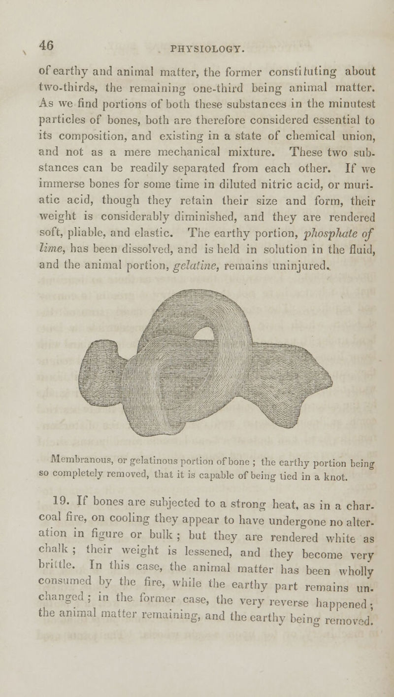 PHYSIOLOGY. of earthy and animal matter, the former constituting ahout two-thirds, the remaining one-third being animal matter. As we find portions of both these substances in the minutest particles of bones, both are therefore considered essential to its composition, and existing in a state of chemical union, and not as a mere mechanical mixture. These two sub- stances can be readily separated from each other. If we immerse bones for some time in diluted nitric acid, or muri- atic acid, though they retain their size and form, their weight is considerably diminished, and they are rendered soft, pliable, and elastic. The earthy portion, phospJiale of lime, has been dissolved, and is held in solution in the fluid, and the animal portion, gelatine, remains uninjured. ^ V Membranous, or gelatinous portion of bone ; the earthy portion being so completely removed, that it is capable of being tied in a knot. 19. If bones are subjected to a strong heat, as in a char- coal fire, on cooling they appear to have undergone no alter- ation in figure or bulk ; but they are rendered white as chalk; their weight is lessened, and they become very brittle. In this case, the animal matter has been wholly consumed by the fire, while the earthy part remains un. changed; in the former case, the very reverse happened; the animal matter remaining, and the earthy being remov-d