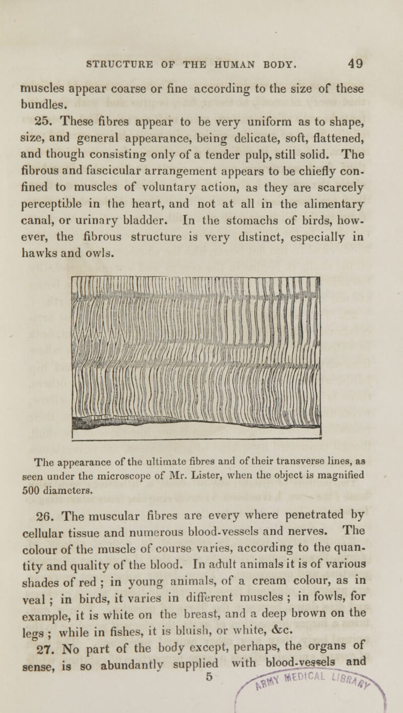 muscles appear coarse or fine according to the size of these bundles. 25. These fibres appear to be very uniform as to shape, size, and general appearance, being delicate, soft, flattened, and though consisting only of a tender pulp, still solid. The fibrous and fascicular arrangement appears to be chiefly con- fined to muscles of voluntary action, as they are scarcely perceptible in the heart, and not at all in the alimentary canal, or urinary bladder. In the stomachs of birds, how- ever, the fibrous structure is very distinct, especially in hawks and owls. The appearance of the ultimate fibres and of their transverse lines, as seen under the microscope of Mr. Lister, when the object is magnified 500 diameters. 26. The muscular fibres are every where penetrated by cellular tissue and numerous blood-vessels and nerves. The colour of the muscle of course varies, according to the quan- tity and quality of the blood. In adult animals it is of various shades of red ; in young animals, of a cream colour, as in veal ; in birds, it varies in different muscles ; in fowls, for example, it is white on the breast, and a deep brown on the legs ; while in fishes, it is bluish, or white, &c. 27. No part of the body except, perhaps, the organs of sense, is so abundantly supplied with blood-vessels and
