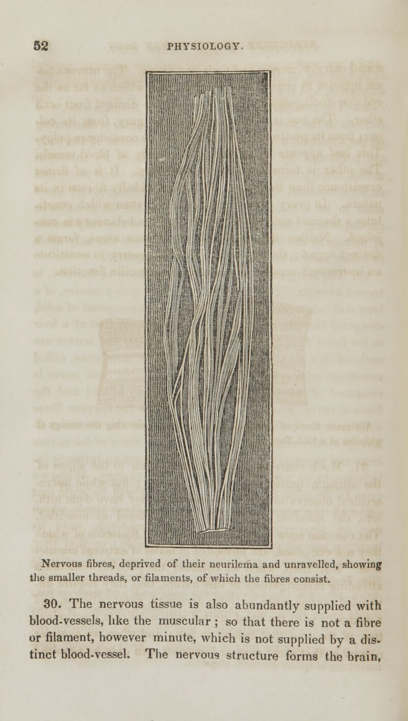 Nervous fibres, deprived of their neurilema and unravelled, showing the smaller threads, or filaments, of which the fibres consist. 30. The nervous tissue is also abundantly supplied with blood-vessels, like the muscular ; so that there is not a fibre or filament, however minute, which is not supplied by a dis- tinct blood-vessel. The nervous structure forms the brain,