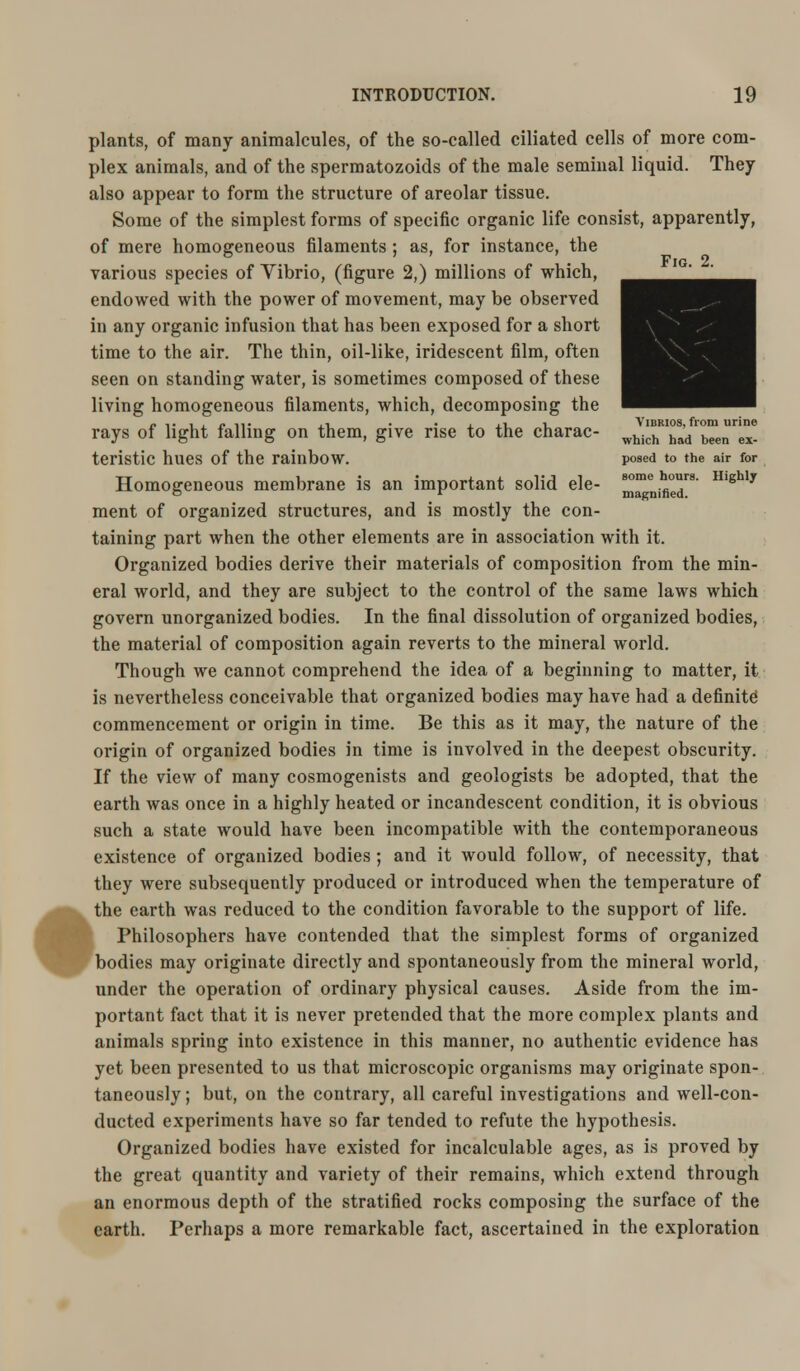 ■m plants, of many animalcules, of the so-called ciliated cells of more com- plex animals, and of the spermatozoids of the male seminal liquid. They also appear to form the structure of areolar tissue. Some of the simplest forms of specific organic life consist, apparently, of mere homogeneous filaments ; as, for instance, the various species of Vibrio, (figure 2,) millions of which, endowed with the power of movement, may be observed in any organic infusion that has been exposed for a short time to the air. The thin, oil-like, iridescent film, often seen on standing water, is sometimes composed of these living homogeneous filaments, which, decomposing the .,.,,. «■ ,, . . ,i i A'ibrios, from urine rays of light falling on them, give rise to the charac- which had been ex, teristic hues of the rainbow. posed to the air for Homogeneous membrane is an important solid ele- ^^j^e8' Hlghlj ment of organized structures, and is mostly the con- taining part when the other elements are in association with it. Organized bodies derive their materials of composition from the min- eral world, and they are subject to the control of the same laws which govern unorganized bodies. In the final dissolution of organized bodies, the material of composition again reverts to the mineral world. Though we cannot comprehend the idea of a beginning to matter, it is nevertheless conceivable that organized bodies may have had a definite commencement or origin in time. Be this as it may, the nature of the origin of organized bodies in time is involved in the deepest obscurity. If the view of many cosmogenists and geologists be adopted, that the earth was once in a highly heated or incandescent condition, it is obvious such a state would have been incompatible with the contemporaneous existence of organized bodies ; and it would follow, of necessity, that they were subsequently produced or introduced when the temperature of the earth was reduced to the condition favorable to the support of life. Philosophers have contended that the simplest forms of organized bodies may originate directly and spontaneously from the mineral world, under the operation of ordinary physical causes. Aside from the im- portant fact that it is never pretended that the more complex plants and animals spring into existence in this manner, no authentic evidence has yet been presented to us that microscopic organisms may originate spon- taneously ; but, on the contrary, all careful investigations and well-con- ducted experiments have so far tended to refute the hypothesis. Organized bodies have existed for incalculable ages, as is proved by the great quantity and variety of their remains, which extend through an enormous depth of the stratified rocks composing the surface of the earth. Perhaps a more remarkable fact, ascertained in the exploration