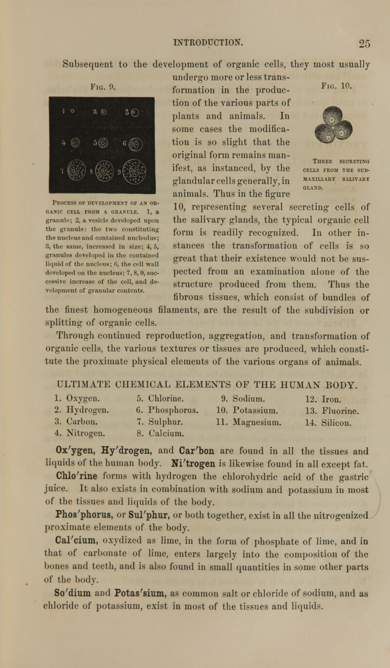 Fig. 9. Fig. 10. Three secreting cells from the sub- maxill\ry salivary GLAND. Subsequent to the development of organic cells, they most usually undergo more or less trans- formation in the produc- tion of the various parts of plants and animals. In some cases the modifica- tion is so slight that the original form remains man- ifest, as instanced, by the glandular cells generally, in animals. Thus in the figure 10, representing several secreting cells of the salivary glands, the typical organic cell form is readily recognized. In other in- stances the transformation of cells is so great that their existence would not be sus- pected from an examination alone of the structure produced from them. Thus the fibrous tissues, which consist of bundles of the finest homogeneous filaments, are the result of the subdivision or splitting of organic cells. Through continued reproduction, aggregation, and transformation of organic cells, the various textures or tissues are produced, which consti- tute the proximate physical elements of the various organs of animals. Process of development of an or- ganic CELL FROM A GRANULE. 1, a granule; 2, a vesicle developed upon tlic granule: the two constituting the nucleus and contained nucleolus; 3, the same, increased in size; 4, 5, granules developed in the contained liquid of the nucleus; 6, the cell wall developed on the nucleus; 7, S, 9, suc- cessive increase of the cell, and de- velopment of granular contents. ULTIMATE CHEMICAL ELEMENTS OF THE HUMAN BODY. 1. Oxygen. 5. Chlorine. 9. Sodium. 12. Iron. 2. Hydrogen. 6. Phosphorus. 10. Potassium. 13. Fluorine. 3. Carbon. 7. Sulphur. 11. Magnesium. 14. Silicon. 4. Nitrogen. 8. Calcium. Ox'ygen, Hy'drogen, and Car/bon are found in all the tissues and liquids of the human body. Ni'trogen is likewise found in all except fat. Chlo'rine forms with hydrogen the chlorohydric acid of the gastric juice. It also exists in combination with sodium and potassium in most of the tissues and liquids of the body. Phos'phorus, or SuTphur, or both together, exist in all the nitrogenized proximate elements of the body. Cal'dum, oxydized as lime, in the form of phosphate of lime, and in that of carbonate of lime, enters largely into the composition of the bones and teeth, and is also found in small quantities in some other parts of the body. So'dium and Potas'sium, as common salt or chloride of sodium, and as chloride of potassium, exist in most of the tissues and liquids.