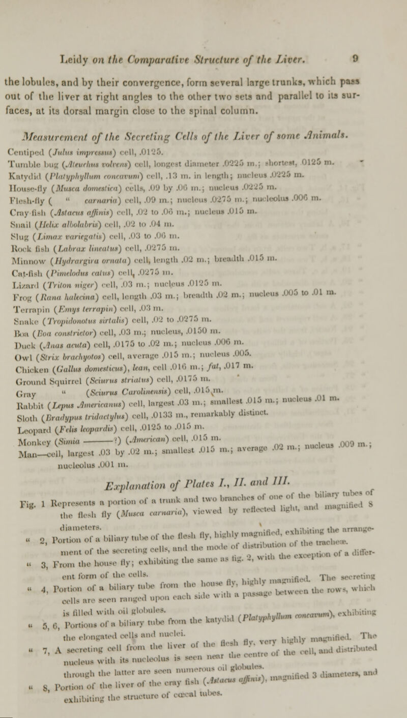 the lobules, and by their convergence, form several large trunks, which pass out of the liver at right angles to the other two sets and parallel to its sur- faces, at its dorsal margin close to the spinal column. Measurement of the Secreting Cell* of the liver of tome Animal*. Centiped ( I Tumble bug [Altuekut rafaemi) cell, longi I -'' ni- Katydid {Platypkylhtm eoncavmn) cell, .13 m. in length; nacleui ,0224 m. llouse-rly (Mas/a dommtica) cells, .09 by 58 in.: nucleus 5225 m. Flesh-fly (  earnaria) cell, .09 on m.j nucleolus 508 m. Cray flsfa (Jlslanif affiiut) cell, .02 to ,03 in.; DUCleOI .01.') in. Snail (//r/u albohbrk) cell, .J t .I na. sin- (LJfm i») cell, .03 to .mi m. Ro I. Q !, {Labrai lintaliui) cell, 5273 m. Minnow {Hydrargira ornaid) cell, length 52 m.; bsaadlh 515 m. Catfish (Panefodui cofus) cell, .0273 m. Lizard (IVttoB ntgtr*] 'ill, .on m.; nucleus 5123 m. | Rom aofadaa) <---n, langth 53 >>>•; breadtb 5fl .».. iieastu 505 » 51 »>• Terrapin {Em** /<•/) cell, 53 m. Snake (JVpjwbwflrMI RTfo/it) cell, 52 l<> 5875 m. Boa (/' conihnafor) call, .03 m.; nucleus, 5150 n. Du.-k (.Jnai acuta) cell, 5178 to .09 ....; nucleus 508 m. Owl {Btrii WaekyoM) cell, average 518 m.j nucleus 504. Chicken {Gallui domttdem), son, cell 518 tn.; ./«', 511 m. Ground Bquirrel (Swimi striata*) cell, 5175 n. Gmy  (Scwnu CanHmmnu) call, .i>l.\m. Rabbi, (/,,„,, .feericana.) -n. I-,,,, 53 n,; smalt* 515 „,; auotani 51 m. Sloth (Bradyym tridactyhu) call, 5133 n.., remarkably dtftiaot Leopard £F«Ss bctmrdm) call, 5185 to 515 m. Monkey (Sm* 0 (•^''•) ^ : . m . mK.u.u< rj09 m.; Man-cell, largest 53 by .02 ,„.; smalls* 518 ,.,; aaamga 59 m., aaoasaa • nuclaolat 501 m. Explanation of /'lutes /., //• and ///• Fl„ , tor—* a porti f a trunk «d two sammhes tf one of the bUi-, «*- «J * AeTan By (-V— —0, riewl a, re.hv,.,l tight, me. tufted a o p;:::::::;r:,,„■,„.,,..*.,-„,.,-«.*» ■^•^iHSr ' „ lofUseascratingaalh,^. '^Itt^atX^^ ant foam of the cells. „,;.-,,.,1 The secreting sells are aeen ranged* upon each side wita a 1 a 5, 6, Poroow of ■ biliary tuba from the antydtf {t m a .haelra^atadoallaandnaelei nji ig—J The . 7, A ..ere„n, eel. from the *~ o, the ** I* ™T ^^ ^^ •«-* *•»r 77 ;;';;:;:;;;: z SS, ***** 3 *-»-»- ■»» s a Pot*,, of the liver oi the era] Bah (..*'•« ^  exhibiting the struotore of cototJ sabee,