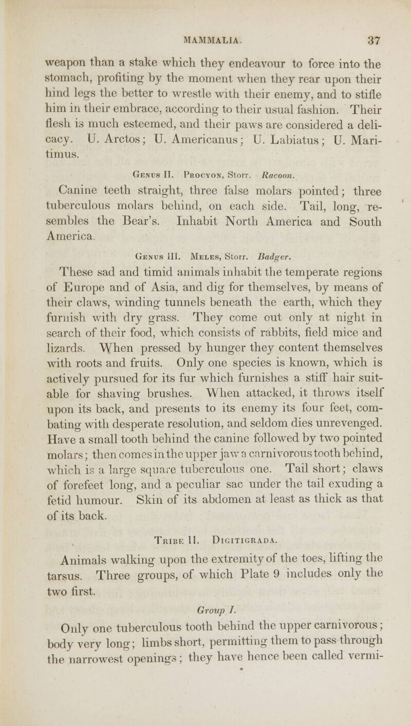 weapon than a stake which they endeavour to force into the stomach, profiting by the moment when they rear upon their hind legs the better to wrestle with their enemy, and to stifle him in their embrace, according to their usual fashion. Their flesh is much esteemed, and their paws are considered a deli- cacy. U. Arctos; U. Americanus; U. Labiatus; U. Mari- timus. Genus II. Procyon, Storr. Racoon. Canine teeth straight, three false molars pointed; three tuberculous molars behind, on each side. Tail, long, re- sembles the Bear's. Inhabit North America and South America. Genus III. Meles, Storr. Badger. These sad and timid animals inhabit the temperate regions of Europe and of Asia, and dig for themselves, by means of their claws, winding tunnels beneath the earth, which they furnish with dry grass. They come out only at night in search of their food, which consists of rabbits, field mice and lizards. When pressed by hunger they content themselves with roots and fruits. Only one species is known, which is actively pursued for its fur which furnishes a stiff hair suit- able for shaving brushes. When attacked, it throws itself upon its back, and presents to its enemy its four feet, com- bating with desperate resolution, and seldom dies unrevenged. Have a small tooth behind the canine followed by two pointed mol ars; then comes in the upper jaw a carnivorous tooth behind, which is a large square tuberculous one. Tail short; claws of forefeet long, and a peculiar sac under the tail exuding a fetid humour. Skin of its abdomen at least as thick as that of its back. Tribe II. Digitigrada. Animals walking upon the extremity of the toes, lifting the tarsus. Three groups, of which Plate 9 includes only the two first. Group I. Only one tuberculous tooth behind the upper carnivorous; body very long; limbs short, permitting them to pass through the narrowest openings; they have hence been called vermi-