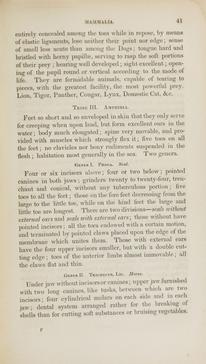 entirely concealed among the toes while in repose, by means of elastic ligaments, lose neither their point nor edge; sense of smell less acute than among the Dogs; tongue hard and bristled with horny papillae, serving to rasp the soft portions of their prey ; hearing well developed; sight excellent; open- ing of the pupil round or vertical according to the mode ot life. They are formidable animals, capable of tearing to pieces, with the greatest facility, the most powerful prey. Lion, Tiger, Panther, Cougar, Lynx, Domestic Cat, &c. Tribe III. Amphibia. Feet so short and so enveloped in skin that they only serve for creeping when upon land, but form excellent oars in the water; body much elongated; spine very movable, and pro- vided with muscles which strongly flex it; five toes on all the feet; no clavicles nor bony rudiments suspended in the flesh ; habitation most generally in the sea. Two genera. Genus I. Phoca. Seal. Four or six incisors above; four or two below; pointed canines in both jaws ; grinders twenty to twenty-four, tren- chant and conical, without any tuberculous portion; five toes to all the feet; those on the fore feet decreasing from the large to the little toe, while on the hind feet the large and little toe are longest. There are two divisions—seals without external ears and seals with external ears; those without have pointed incisors; all the toes endowed with a certain motion, and terminated by pointed claws placed upon the edge of the membrane which unites them. Those with external ears have the four upper incisors smaller, but with a double cut- ting edge; toes of the anterior limbs almost immovable; all the claws flat and thin. Genus II. Trichecus, Lin. Morse. Under jaw without incisors or canines; upper jaw furnished with two long canines, like tusks, between which are two incisors; four cylindrical molars on each side and in each jaw; dental system arranged rather for the breaking of shells than for cutting soft substances or bruising vegetables.