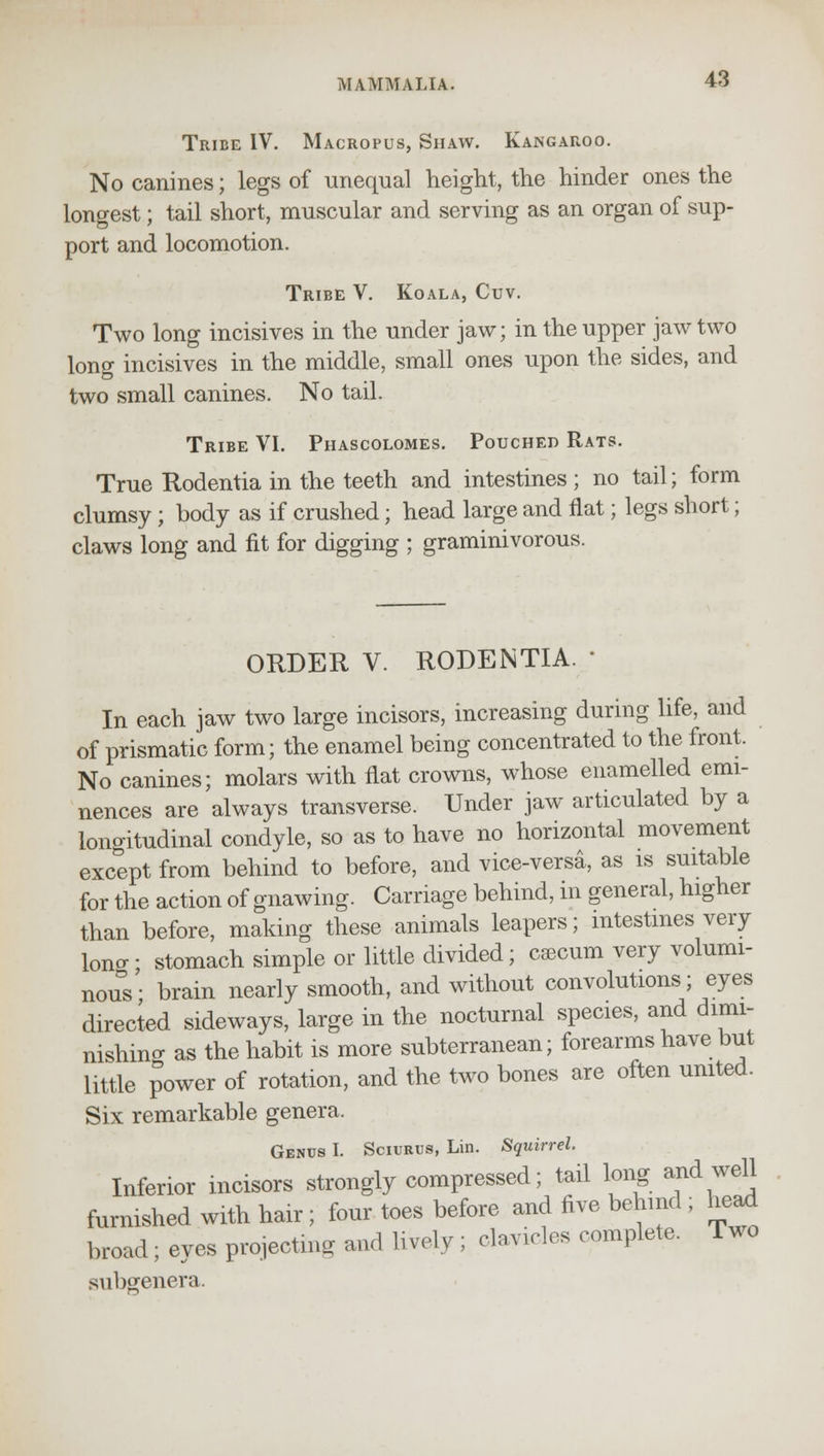 Tribe IV. Macropus, Shaw. Kangaroo. No canines; legs of unequal height, the hinder ones the longest; tail short, muscular and serving as an organ of sup- port and locomotion. Tribe V. Koala, Cuv. Two long incisives in the under jaw; in the upper jaw two long incisives in the middle, small ones upon the sides, and two small canines. No tail. Tribe VI. Phascolomes. Pouched Rats. True Rodentia in the teeth and intestines ; no tail; form clumsy; body as if crushed; head large and flat; legs short; claws long and fit for digging ; graminivorous. ORDER V. RODENTIA. ■ In each jaw two large incisors, increasing during life, and of prismatic form; the enamel being concentrated to the front. No canines; molars with flat crowns, whose enamelled emi- nences are always transverse. Under jaw articulated by a longitudinal condyle, so as to have no horizontal movement except from behind to before, and vice-versa, as is suitable for the action of gnawing. Carriage behind, in general, higher than before, making these animals leapers; intestines very loner- stomach simple or little divided; caecum very volumi- nous • brain nearly smooth, and without convolutions; eyes directed sideways, large in the nocturnal species, and dimi- nishing as the habit is more subterranean; forearms have but little power of rotation, and the two bones are often united. Six remarkable genera. Genus I. Sciurus, Lin. Squirrel. Inferior incisors strongly compressed; tail long and well furnished with hair; four toes before and five behind ; head broad; eyes projecting and lively ; clavicles complete. Two subgenera.