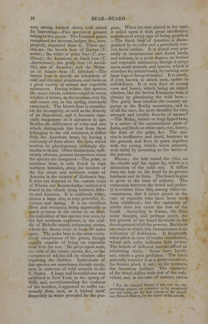 veiy strong, hooked claws, well suited for burrowing.—Five species at present belong to this genus. The Linnaean genus comprised the raccoon, badger, &c, now, properly, separated from it. These spe- cies are, the brown bear of Europe (U. arctos); the white or polar bear (U. mar- itimus); the American or black bear (U. Americanus); the grisly bear (U. horrib- ilis), also of America; and the Malay- an or Asiatic bear (U. labiatus).—The brown bear is chiefly an inhabitant of cold and elevated situations, and feeds on a great variety of animal and vegetable substances. During winter, this species, like some others, remains torpid in caves, whither it retires, in the autumn, very fat, and comes out, in the spring, extremely emaciated. The brown bear is remarka- ble for its sagacity, as well as the ferocity of its disposition, and it becomes espe- cially sanguinary as it advances in age. Besides the differences of color and size which distinguish this bear from those belonging to the old continent, it differs from the American bears, by having a convexity of front above the eyes, which renders its physiognomy strikingly dis- similar to theirs. Other distinctions, suffi- ciently obvious, present themselves when the species are compared.—The polar, or maritime bear, is only found in high northern latitudes, along the borders of the Icy ocean and northern coasts of America in the vicinity of Hudson's bay. It does not descend to the eastern coast of Siberia nor Kamtschatka; neither is it found in the islands lying between Sibe- ria and America. It is uniformly white, attains a large size, is very powerful, fe- rocious and daring. It is an excellent diver and swimmer, being apparently as much at home in the ocean as on land. An individual of this species was seen, by the late northern explorers, in the mid- dle of Melville sound, swimming across, where the shores were at least 30 miles apart. The polar bear is the most exclu- sively carnivorous of the genus, though equally capable of living on vegetable food with the rest. He preys upon seals, the cubs of the whale, morse, &c, or the carcasses of whales left by whalers after removing the blubber. Individuals of tins species are sometimes, though rarely, seen in caravans of wild animals in the U. States. A large and beautiful one was exhibited in New York, in the spring of 1826, and, notwithstanding the coolness of the weather, it appeared to suffer ex- tremely from heat, as it bathed itself frequently in water provided for the pur- pose. When ice was placed in the cage, it rolled upon it with great satisfaction, and showed every sign of being gratified. —The black beaT of America is distin- guished by its color and a peculiarly con- vex facial outline. It is found very gen- erally in mountainous and forest lands, and subsists, in a great degree, on berries and vegetable substances, though it preys upon small animals, and insects, which it searches for industriously, by turning over large logs of decayed timber. It is rarely, if ever, known to attack man, unless in self-defence. It is very fond of young corn and honey, which, being an expert climber, like the brown European bear, it obtains by plundering the wild bees.— The grisly bear inhabits the country ad- jacent to the Rocky mountains, and is, of all the race, the most dreadful for size, strength and terrible ferocity of nature.* —The Malay, Asiatic or long-lipped bear, is a native of the mountainous parts of India, and feeds on white ants, rice, honey, the fruit of the palm, &c. The spe- cies is inoffensive and timid, burrows in the ground, and lives in pairs, together with the young, which, when alarmed, seek safety by mounting on the backs of the parents. Beard ; the hair round the chin, on the cheeks and the upper lip, which is a distinction of the male sex. It differs from the hair on the head by its greater hardness and its form. The beard begins to grow at the time of puberty. The connexion between the beard and puber- ty is evident from this, among other cir- cumstances, that it never grows in the case of eunuchs who have been such from childhood; but the castration of adults does not cause the loss of the beard. According to Caesar, the Ger- mans thought, and perhaps justly, the late growth of the beard favorable to the developement of all the powers. But there are cases in which this circumstance is an indication of feebleness. It frequently takes place in men of tender constitution, whose pale color indicates little power. The beards of different nations afford an interesting study. Some have hardly any, others a great profusion. The latter generally consider it as a great ornament; the former pluck it out; as, for instance, the American Indians. The character of the beard differs with that of the indi- vidual, and, in the case of nations, varies * For the detailed history of this and the two preceding species, too extensive to be introduced into this work, see the first volume of the Ameri- can Natural History, by the writer of this article.
