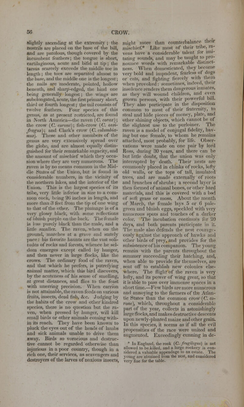 slightly ascending at the extremity ; the nostrils are placed on the base of the bill, and are patulous, though covered by the mcunibent feathoi-s; the tongue is short, cartilaginous, acute and bifid at tip; the taisus scarcely exceeds tJie middle toe in length; the toes are separated almost to the base, and the middle one is the longest; the nails ai'e moderate, ])oijited, hollow beneath, and sbarp-edged, the hind one being generally longest; tlie wings are isubelongated, acute, the tiret primary short, thii-d or fourth longest; tlie tail consists of twelve feathers. Four species of this genus, as at present restricted, are found in North America—the raven (C. comx); the crow (C coro7ic); lish-crow [C. ossi- fragus); and Clark's crow {C. columbia- nus). These and other membei-s of the genus ai-e very extensively sjjread over the globe, and are almost equally distin- guished for their remarkable sagacity, and the amount of mischief which they occa- sion where they are veiy numerous. The raven is by no means common in the Mid- dle StJites of tlie Union, but is lound in considerable nuinbere, in the vicinity of the nortliern lakes, and the interior of the Union. This is the largest species of its tribe, very little uiferior in size to a com- mon cx>ck, bi'ing 2G inches in length, and more than S feet from the tip of one wing to that of tbe other. The plumage is of a very glossy black, with some rttlcctions of bluish purple on the back. Theilmale is less i)urely black than the male, and a litUe smaller. The raven, when on tlie ground, marches at a grase and stately pace: his favorite haunts are the vast soli- tudes of rocks and forests, whence he sel- dom emerges except called by hunger, and then never in large flocks, Uke the crows. The ordinary food of the raven, and that which he prefers, is jiutrefying animal matter, which this bird discovers, by the acuteness of his sense of smelling, at gi-eat distances, and flics to the feast with uneiring precision. When carrion is not attainable, the raven feeds on various fruits, insects, dead fish, &c. Judging by the habits of the crow and otiier kindred species, there is no question but the ra- ven, when pressed by hunger, will kill small buds or other animals coming with- in its reach. They have been known to pluck the eyes out of the heads of lambs and sick animals unable to drive them away. Birds so voracious and destruc- tive cannot be regarded otherwise than injurious in a poor country, though in a rich one, their services, as scavengers and desti-oyers of the lanes of noxious insects, might more than counterbalance their mischief.* Like most of their tribe, ra- vejis have a considerable talent for imi- tating sounds, and may be taught to pro- nounce words with remarkable distinct- ness. When domesticated, they become very bold and impudent, feariess of dogs or cats, and fighting fiercely with them when provoked: sometimes, indeed, their insolence rendei-s them dangerous inmates, as they wiU wound children, and even grown'persons, with their powerful bill. They also participate in the disposition coninion to most of their fraternity, to steal and hide pieces of money, plate, and other shining objects, which cannot be of the slightest use to the purloiner. The raven is a model of conjugal fidelity, hav- ing but one female, to whom he remains attached, most probably, for life. Obser- ^ations were made on one pair by lord Ross, during 30 years, and there can be but little doubt, that tlie union was only inteiTuiited by death. Their nests arc commonly placed in chinks of rocks, lofty old walls, or the tops of tall, insulated trees, and are made externally of roots and branches of shrubs; a second layer is then formed of animal bones, or other hard materials, and this is covered with a bod of soft grass or moss. About the month of March, the female lays 5 or G pale- green and bluish eggs, speckled with very numerous spots and touches of a dark(>r color. The incubation continues for 20 days, and both parents participate in it. The male also defends the nest courage- ously against the approach of hawks and other birds of prey, and provides for the subsistence of his companion. The young remain with the parents throughout the summer succeeding their hatching, and, when able to provide for themselves, are , sent off to establish new colonies else- where. The flight of the raven is very lofty, and its power of wing gi'eat, so that it is able to pass over immense spaces in a short time.—Few birds are more numerous and annoying to the farmere of tliB Atlan- tic States than the common crow (C. co- rone), which, throughout a considerable part of the year, collects in astonishingly large flocks, and makes destmctive descents upon newly-planted maize and other giain. In this species, it seems as if all the evil propensities of the race were united and augmented. Exceedingly cunning in de- * bi England, llie rook (C. fnigilegns) is not allowed to be killed, and a large rookery is con- sidered a valuable appendage to an estate. The young are obtained I'rom the nest, and considered very fine for the table.