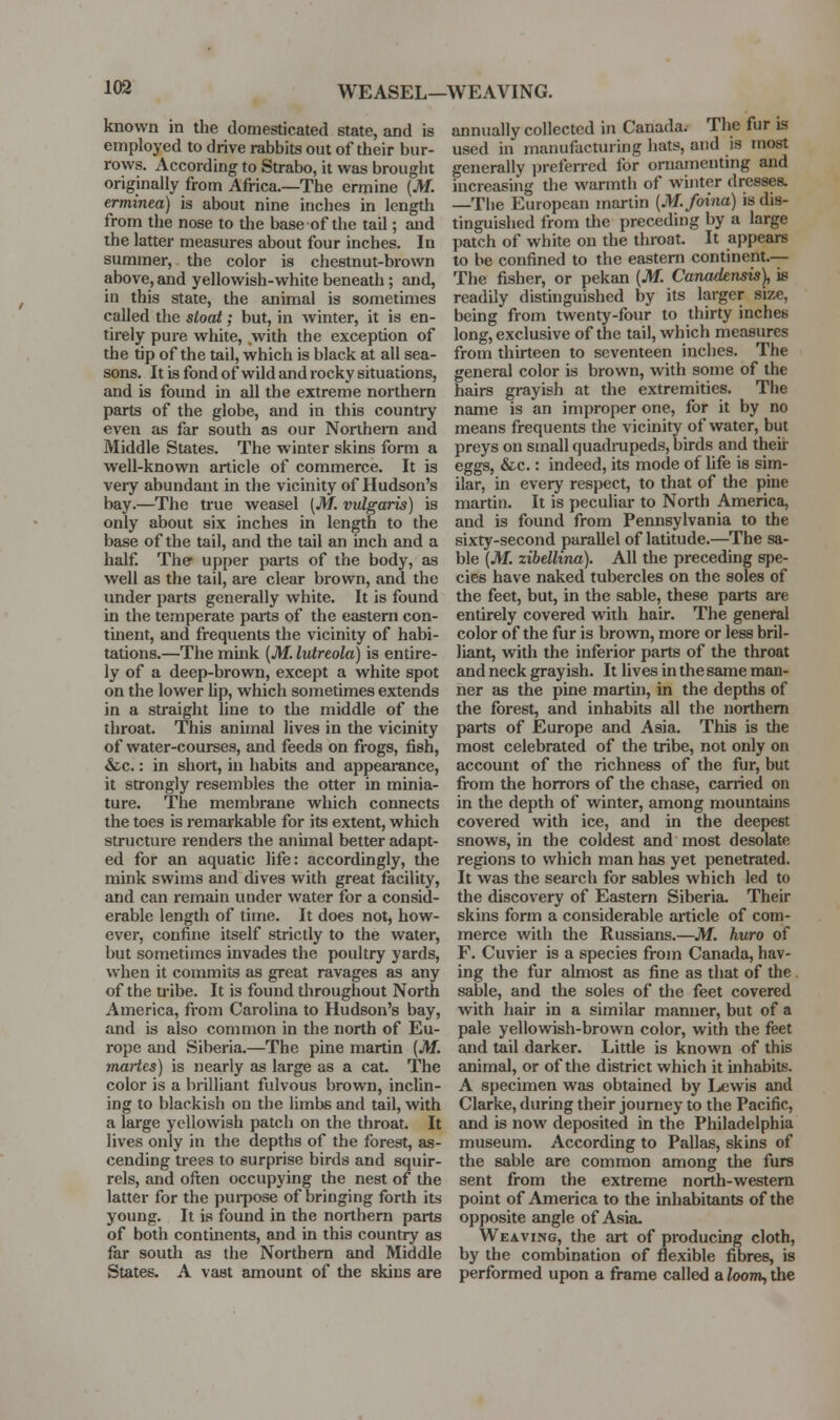 WEASEL—WEAVING. known in the domesticated state, and is employed to drive rabbits out of their bur- rows. According to Strabo, it was brouglit originally from Africa.—The ermine (M. erminea) is about nine inches in lengtli from the nose to the base of the tail; and the latter measures about four inches. In summer, the color is chestnut-brown above, and yellowish-white beneath; and, in this state, the animal is sometimes called the stoat; but, in winter, it is en- tirely pui-e white, with the exception of the tip of the tail, which is black at all sea- sons. It is fond of wild and rocky situations, and is found in all the extreme northern parts of the globe, and in this country even as far south as our Northern and Middle States, The winter skins form a well-known article of commerce. It is very abundant in the vicinity of Hudson's bay.—The true weasel [M. vulgaris) is only about six inches in length to the base of the tail, and the tail an mch and a half The upper parts of the body, as well as the tail, are clear brown, and the under parts generally white. It is found in the temperate parts of the eastern con- tinent, and frequents the vicinity of habi- tations.—The mink [M. lutreola) is entire- ly of a deep-brown, except a white spot on the lower Up, which sometimes extends in a straight line to the middle of the throat. This animal lives in the vicinity of water-courses, and feeds on frogs, fish, &c.: in short, in habits and appearance, it strongly resembles the otter in minia- ture. The membrane which connects the toes is remarkable for its extent, which structure renders the animal better adapt- ed for an aquatic life: accordingly, the mink swims and dives with great facility, and can remain under water for a consid- erable length of time. It does not, how- ever, confine itself strictly to the water, but sometimes invades the poultry yards, when it commits as great ravages as any of the U'ibe. It is found throughout North America, fi*om Caroluia to Hudson's bay, and is also common in the north of Eu- rope and Siberia.—The pine martin (M. martes) is nearly as large as a cat. The color is a brilliant fulvous brown, inclin- ing to blackish on the limbs and tail, with a large yellowish patch on the throat. It lives only in the depths of the forest, as- cending trees to surprise birds and squir- rels, and often occupying the nest of the latter for the pui-pose of bringing forth its young. It is found in the northern parts of both contuients, and in this country as far soutli as the Northern and Middle States. A vast amount of the skins are annually collected in Canada. The fur is used in manufacturing hats, and is most generally prefeired for ornamenting and increasing the warmth of winter dresses. —The European martin [M.foina] is dis- tinguished from the preceding by a large patch of white on the throat. It appears to be confined to the eastern continent.— The fisher, or pekan [M. Canadensis), ie readily distinguished by its larger size, being from twenty-four to thirty inches long, exclusive of the tail, which measures from thirteen to seventeen inches. The general color is brown, with some of the hairs grayish at the extremities. The name is an improper one, for it by no means frequents the vicinity of water, but preys on small quadmpeds, birds and their eggs, &c.: indeed, its mode of fife is sim- ilar, in every respect, to that of the pine martin. It is peculiar to North America, and is found from Pennsylvania to the sixty-second parallel of latitude.—The sa- ble (M. zibellina). All the preceding spe- cies have naked tubercles on the soles of the feet, but, in the sable, these parts are entirely covered with hair. The general color of the fur is bro^vn, more or less bril- liant, with the inferior parts of the throat and neck grayish. It lives in the same man- ner as the pine martin, in the depths of the forest, and inhabits all the northern parts of Europe and Asia. This is tlie most celebrated of the tribe, not only on account of the richness of the fur, but from the horrors of the chase, carried on in the depth of winter, among mountains covered with ice, and in the deepest snows, in the coldest and most desolate regions to which man has yet penetrated. It was the search for sables which led to the discovery of Eastern Siberia. Their skins form a considerable article of com- merce with the Russians.—M. huro of F. Cuvier is a species from Canada, hav- ing the fur almost as fine as that of the . sable, and the soles of the feet covered with Jiair in a similar manner, but of a pale yellowish-brown color, with the feet and tail darker. Little is known of this animal, or of the district which it inhabits. A specimen was obtained by Lewis and Clarke, during their journey to the Pacific, and is now deposited in the Philadelphia museum. According to Pallas, skins of the sable are common among the furs sent from the extreme north-westem point of America to the inhabitants of the opposite angle of Asia. Weaving, the art of producing cloth, by the combination of flexible fibres, is performed upon a frame called a loom, the