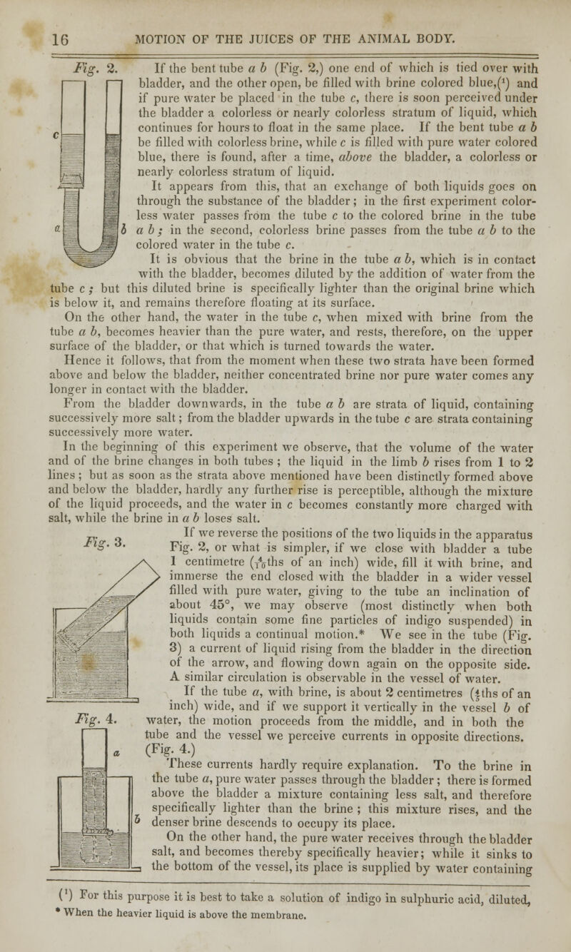 If the bent tube a b (Fig. 2,) one end of which is tied over with bladder, and the other open, be filled with brine colored blue,^) and if pure water be placed in the tube c, there is soon perceived under the bladder a colorless or nearly colorless stratum of liquid, which continues for hours to float in the same place. If the bent tube a b be filled with colorless brine, while c is filled with pure water colored blue, there is found, after a time, above the bladder, a colorless or nearly colorless stratum of liquid. It appears from this, that an exchange of both liquids goes on through the substance of the bladder; in the first experiment color- less water passes from the tube c to the colored brine in the tube b a b ; in the second, colorless brine passes from the tube a b to the colored water in the tube c. It is obvious that the brine in the tube a b, which is in contact with the bladder, becomes diluted by the addition of water from the tube c ; but this diluted brine is specifically lighter than the original brine which is below it, and remains therefore floating at its surface. On the other hand, the water in the tube c, when mixed with brine from the tube a b, becomes heavier than the pure water, and rests, therefore, on the upper surface of the bladder, or that which is turned towards the water. Hence it follows, that from the moment when these two strata have been formed above and below the bladder, neither concentrated brine nor pure water comes any longer in contact with the bladder. From the bladder downwards, in the tube a b are strata of liquid, containing successively more salt; from the bladder upwards in the tube c are strata containing successively more water. In the beginning of this experiment we observe, that the volume of the water and of the brine changes in both tubes ; the liquid in the limb b rises from 1 to 2 lines; but as soon as the strata above mentioned have been distinctly formed above and below the bladder, hardly any further rise is perceptible, although the mixture of the liquid proceeds, and the water in c becomes constantly more charged with salt, while the brine in a b loses salt. If we reverse the positions of the two liquids in the apparatus Fig. 2, or what is simpler, if we close with bladder a tube 1 centimetre (T4oths of an inch) wide, fill it with brine, and immerse the end closed with the bladder in a wider vessel filled with pure water, giving to the tube an inclination of about 45°, we may observe (most distinctly when both liquids contain some fine particles of indigo suspended) in both liquids a continual motion.* We see in the tube (Fig. 3) a current of liquid rising from the bladder in the direction of the arrow, and flowing down again on the opposite side. A similar circulation is observable in the vessel of water. If the tube a, with brine, is about 2 centimetres (< ths of an inch) wide, and if we support it vertically in the vessel b of water, the motion proceeds from the middle, and in both the tube and the vessel we perceive currents in opposite directions. (Fig. 4.) These currents hardly require explanation. To the brine in the tube a, pure water passes through the bladder ; there is formed above the bladder a mixture containing less salt, and therefore specifically lighter than the brine ; this mixture rises, and the denser brine descends to occupy its place. On the other hand, the pure water receives through the bladder salt, and becomes thereby specifically heavier; while it sinks to the bottom of the vessel, its place is supplied by water containing Fiz. 3. (') For this purpose it is best to take a solution of indigo in sulphuric acid, diluted, * When the heavier liquid is above the membrane.