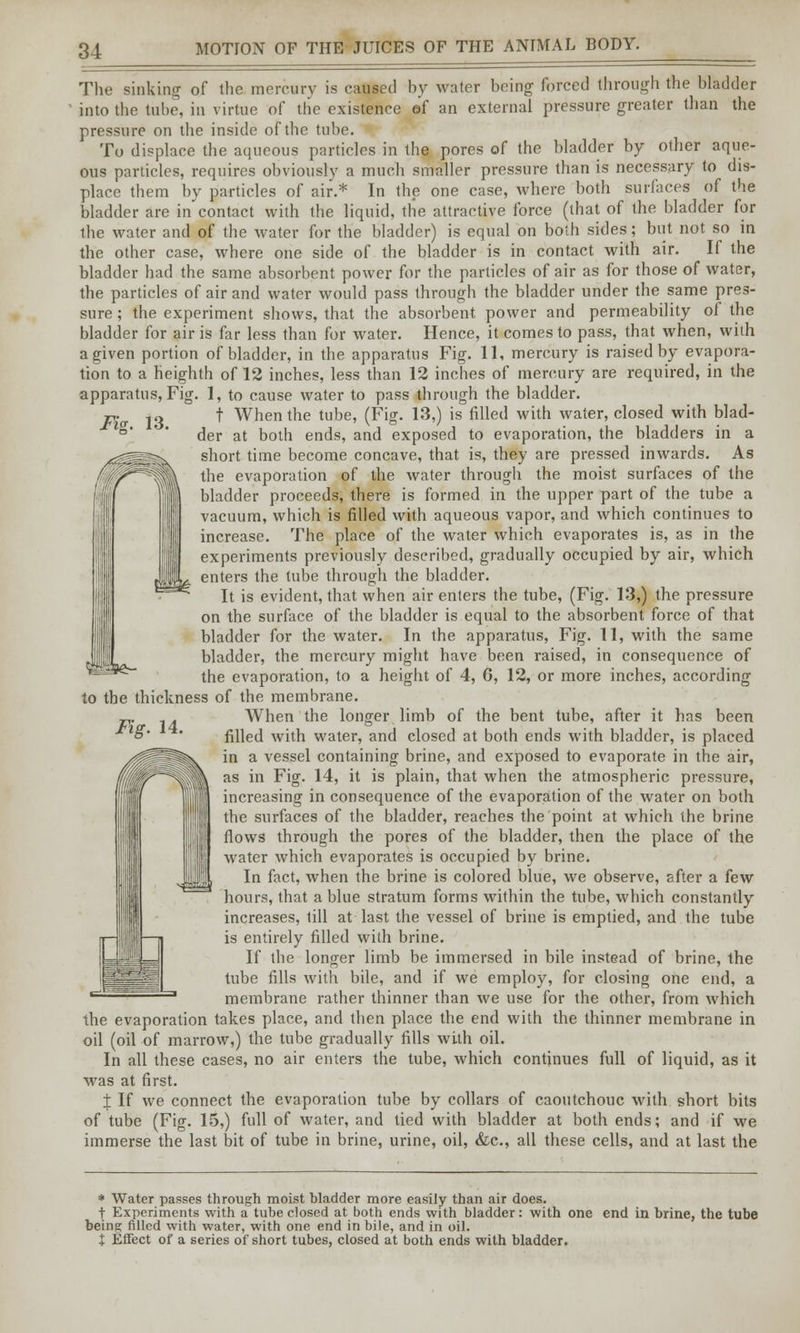 Ms. 13. The sinking of the mercury is caused by water being forced through the bladder into the tube, in virtue of the existence of an external pressure greater than the pressure on the inside of the tube. To displace the aqueous particles in the pores of the bladder by other aque- ous particles, requires obviously a much smaller pressure than is necessary to dis- place them by particles of air.* In the one case, where both surfaces of the bladder are in contact with the liquid, the attractive force (that of the bladder for the water and of the water for the bladder) is equal on both sides; but not so in the other case, where one side of the bladder is in contact with air. If the bladder had the same absorbent power for the particles of air as for those of water, the particles of air and water would pass through the bladder under the same pres- sure ; the experiment shows, that the absorbent power and permeability of the bladder for air is far less than for water. Hence, it comes to pass, that when, with a given portion of bladder, in the apparatus Fig. 11, mercury is raised by evapora- tion to a heighth of 12 inches, less than 12 inches of mercury are required, in the apparatus, Fig. 1, to cause water to pass through the bladder. t When the tube, (Fig. 13,) is filled with water, closed with blad- der at both ends, and exposed to evaporation, the bladders in a short time become concave, that is, they are pressed inwards. As the evaporation of the water through the moist surfaces of the bladder proceeds, there is formed in the upper part of the tube a vacuum, which is filled with aqueous vapor, and which continues to increase. The place of the water which evaporates is, as in the experiments previously described, gradually occupied by air, which enters the tube through the bladder. It is evident, that when air enters the tube, (Fig. 13,) the pressure on the surface of the bladder is equal to the absorbent force of that bladder for the water. In the apparatus, Fig. 11, with the same bladder, the mercury might have been raised, in consequence of the evaporation, to a height of 4, 6, 12, or more inches, according to the thickness of the membrane. When the longer limb of the bent tube, after it has been filled with water, and closed at both ends with bladder, is placed in a vessel containing brine, and exposed to evaporate in the air, as in Fig. 14, it is plain, that when the atmospheric pressure, increasing in consequence of the evaporation of the water on both the surfaces of the bladder, reaches the point at which the brine flows through the pores of the bladder, then the place of the water which evaporates is occupied by brine. In fact, when the brine is colored blue, we observe, after a few hours, that a blue stratum forms within the tube, which constantly increases, till at last the vessel of brine is emptied, and the tube is entirely filled with brine. If the longer limb be immersed in bile instead of brine, the tube fills with bile, and if we employ, for closing one end, a membrane rather thinner than we use for the other, from which the evaporation takes place, and then place the end with the thinner membrane in oil (oil of marrow,) the tube gradually fills with oil. In all these cases, no air enters the tube, which continues full of liquid, as it was at first. ± If we connect the evaporation tube by collars of caoutchouc with short bits of tube (Fig. 15,) full of water, and tied with bladder at both ends; and if we immerse the last bit of tube in brine, urine, oil, &c, all these cells, and at last the Fig. 14. * Water passes through moist bladder more easily than air does. t Experiments with a tube closed at both ends with bladder: with one end in brine, the tube beins filled with water, with one end in bile, and in oil. X Effect of a series of short tubes, closed at both ends with bladder.