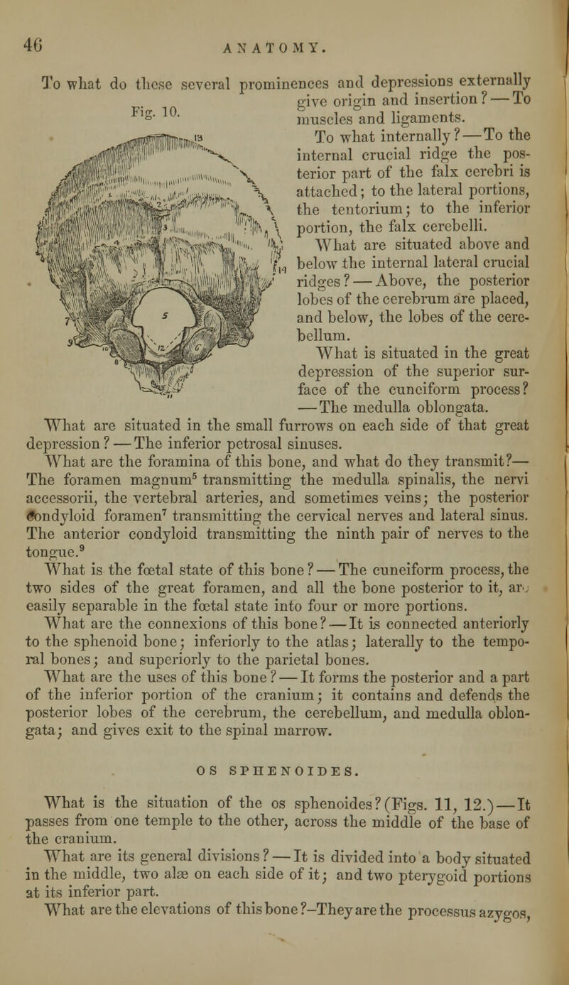 Fiff. 10. To what do these several prominences anil depressions externally give origin and insertion? — To muscles and ligaments. To what internally? — To the internal crucial ridge the pos- terior part of the falx cerebri is attached; to the lateral portions, the tentorium; to the inferior portion, the falx cerebelli. What are situated above and below the internal lateral crucial ridges? — Above, the posterior lobes of the cerebrum are placed, and below, the lobes of the cere- bellum. What is situated in the great depression of the superior sur- face of the cuneiform process? — The medulla oblongata. What are situated in the small furrows on each side of that great depression ? — The inferior petrosal sinuses. What are the foramina of this bone, and what do they transmit?— The foramen magnum5 transmitting the medulla spinalis, the nervi accessorii, the vertebral arteries, and sometimes veins; the posterior Condyloid foramen7 transmitting the cervical nerves and lateral sinus. The anterior condyloid transmitting the ninth pair of nerves to the tongue.9 What is the foetal state of this bone ? — The cuneiform process, the two sides of the great foramen, and all the bone posterior to it, aiv easily separable in the foetal state into four or more portions. What are the connexions of this bone? — It is connected anteriorly to the sphenoid bone; inferiorly to the atlas; laterally to the tempo- ral bones; and superiorly to the parietal bones. What are the uses of this bone ? — It forms the posterior and a part of the inferior portion of the cranium; it contains and defends the posterior lobes of the cerebrum, the cerebellum, and medulla oblon- gata; and gives exit to the spinal marrow. OS SPHENOIDES. What is the situation of the os sphenoides ? (Figs. 11, 12.) — It passes from one temple to the other, across the middle of the base of the cranium. What are its general divisions ? — It is divided into a body situated in the middle, two alas on each side of it; and two pterygoid portions at its inferior part. What are the elevations of this bone ?-They are the processus azygos,